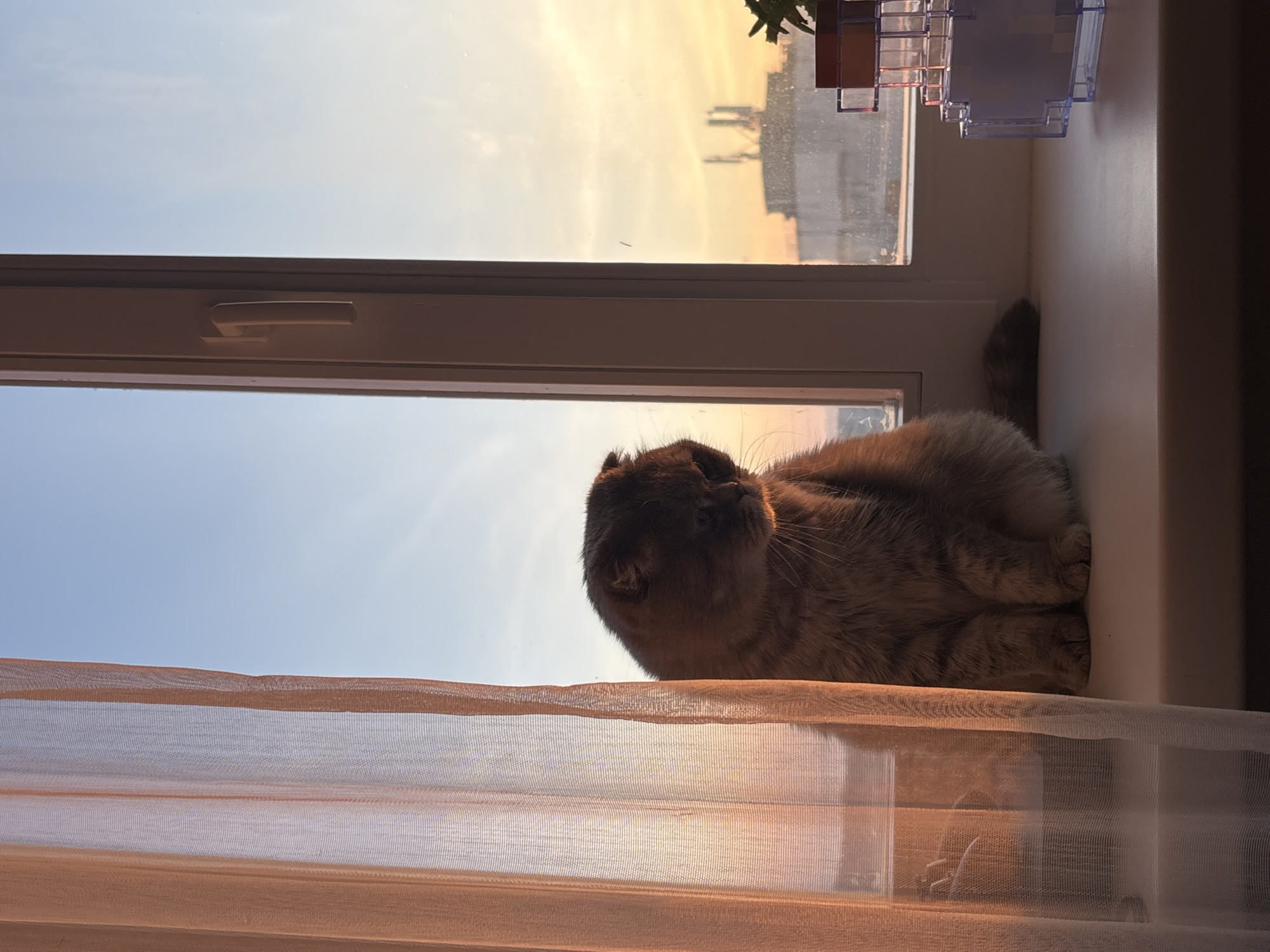 Quiet domestic moments captured during sunset in Chaikovsky, Russia