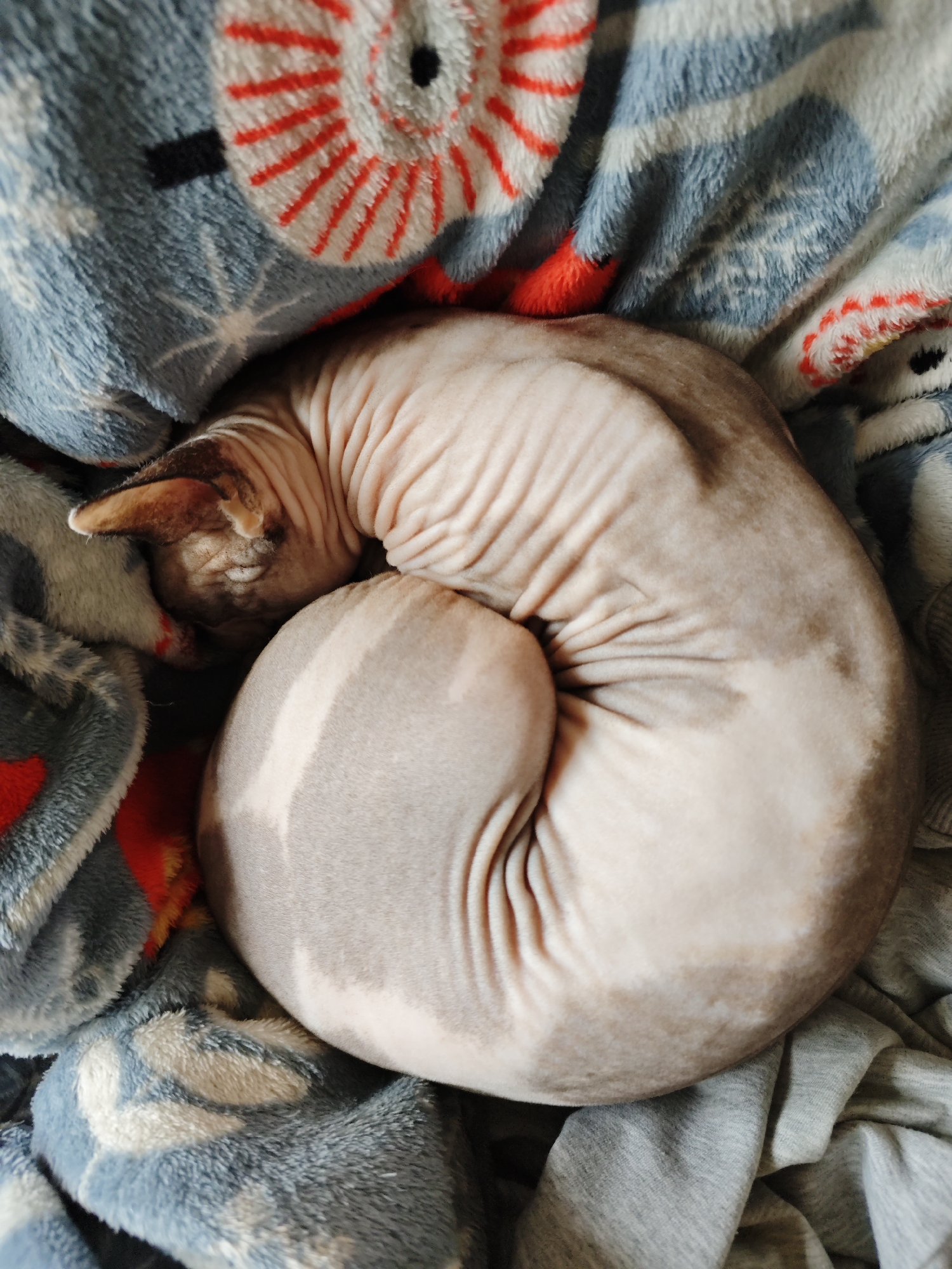 Sphynx cat spotted on radiator in Pyatigorsk home