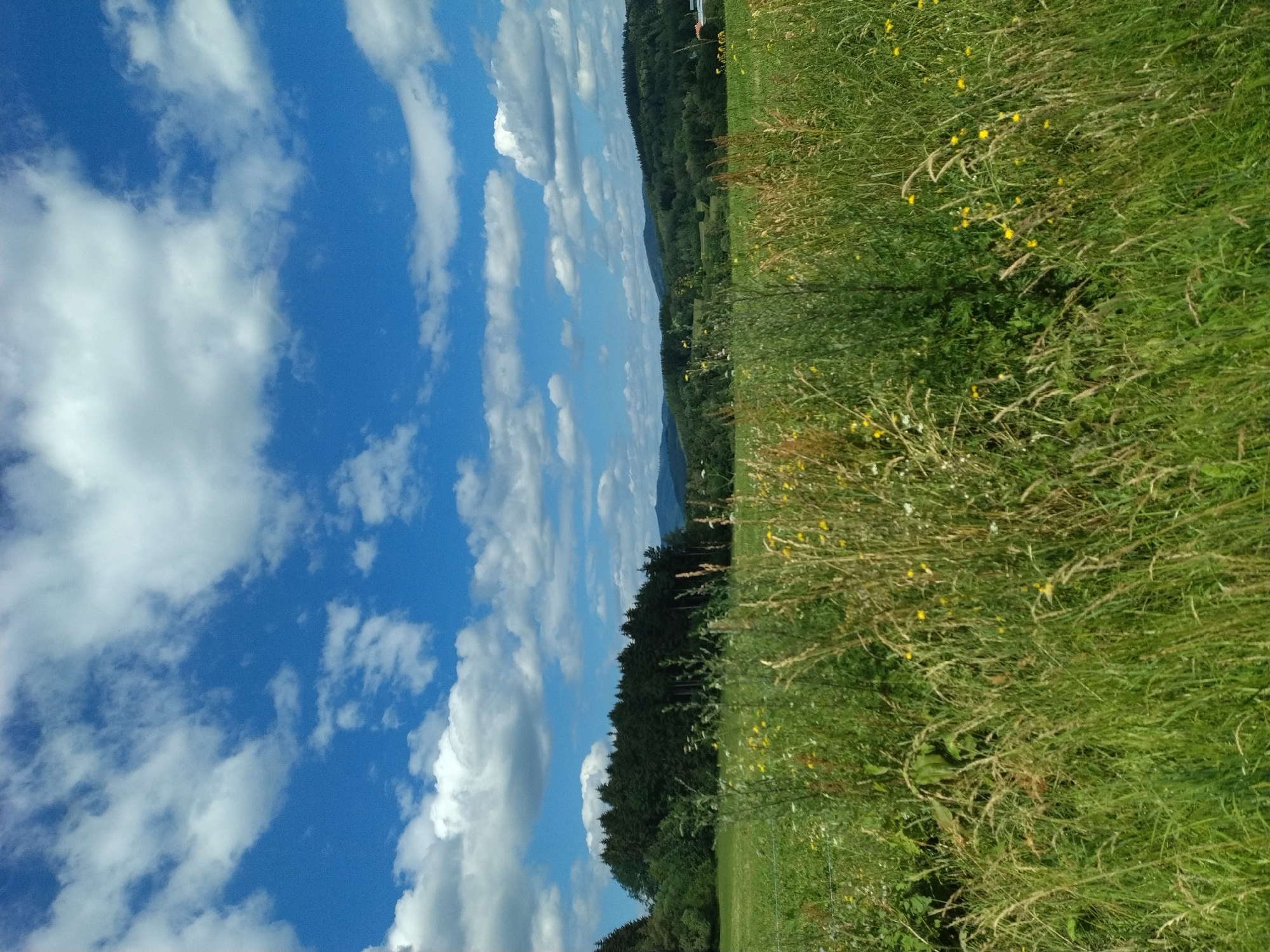 Wildflowers and tall grass in a Czech summer meadow