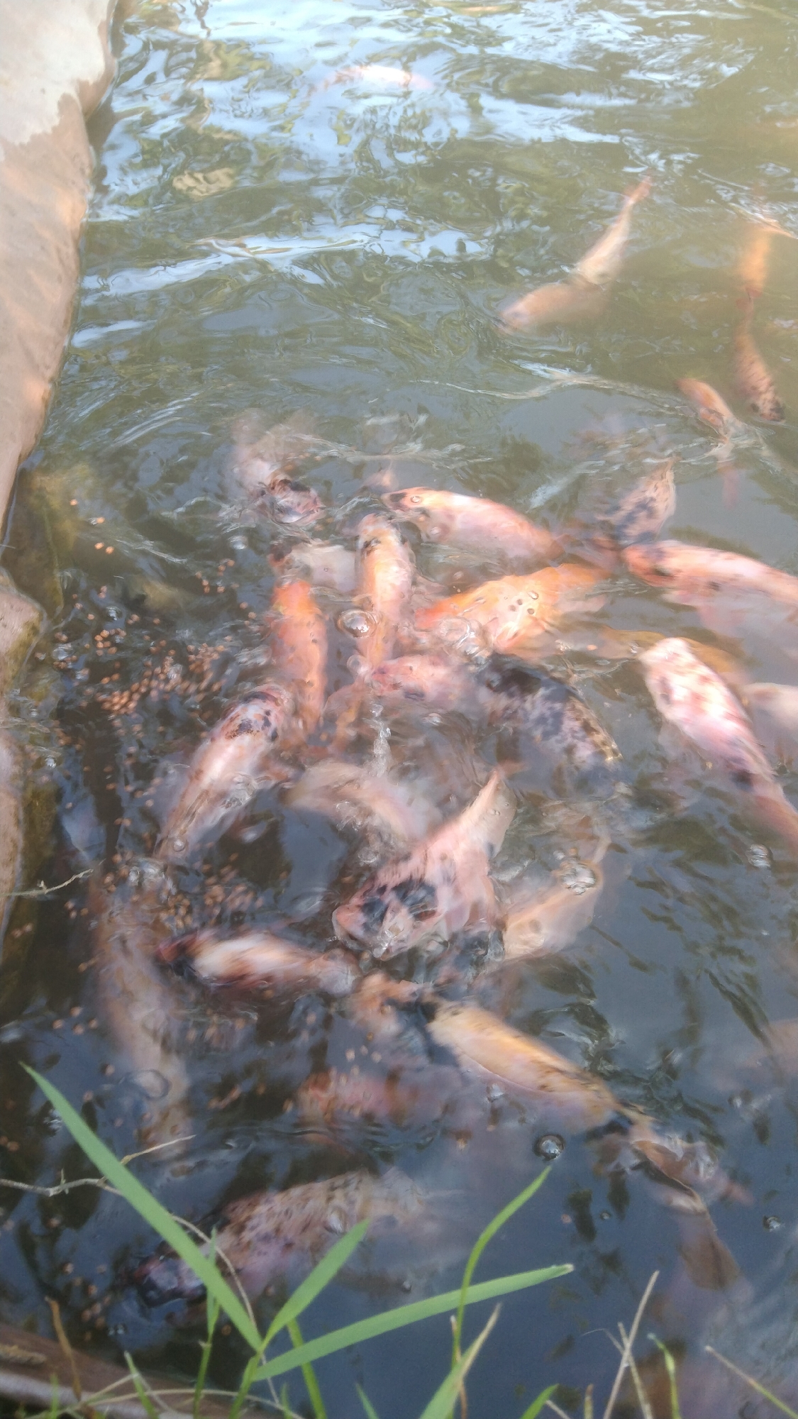 Argomulyo, Indonesia