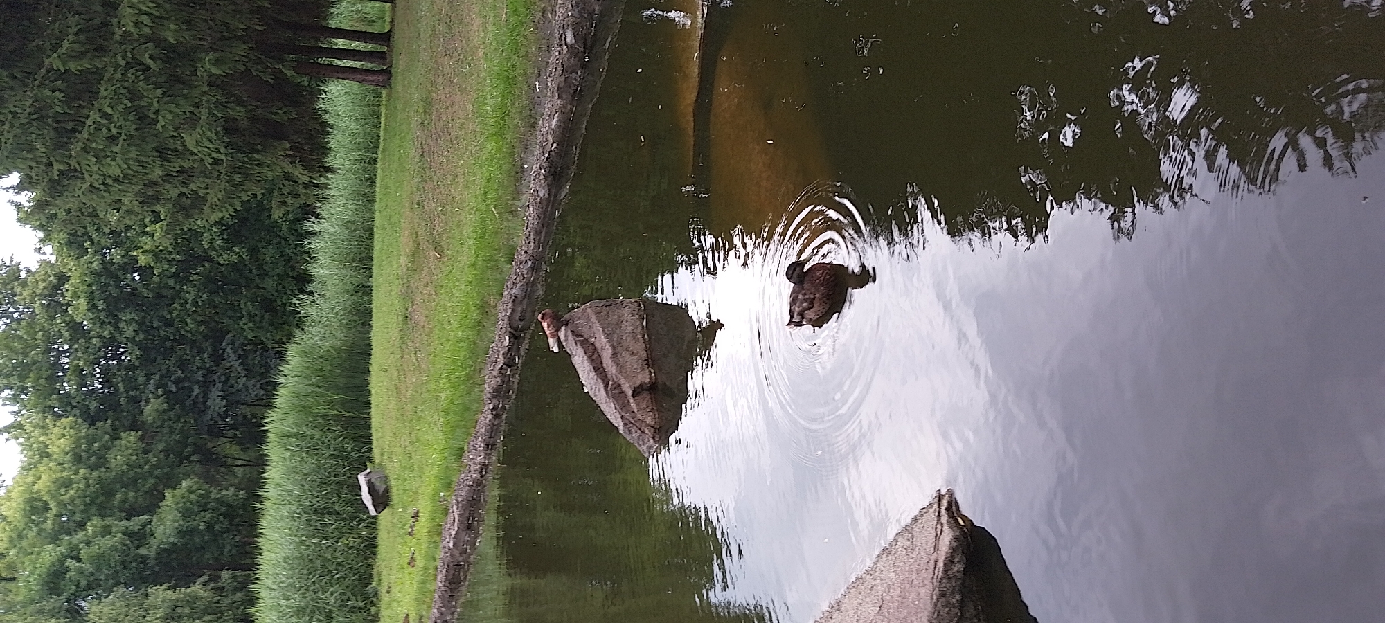 Ducks and ducklings on a quiet reed-lined pond