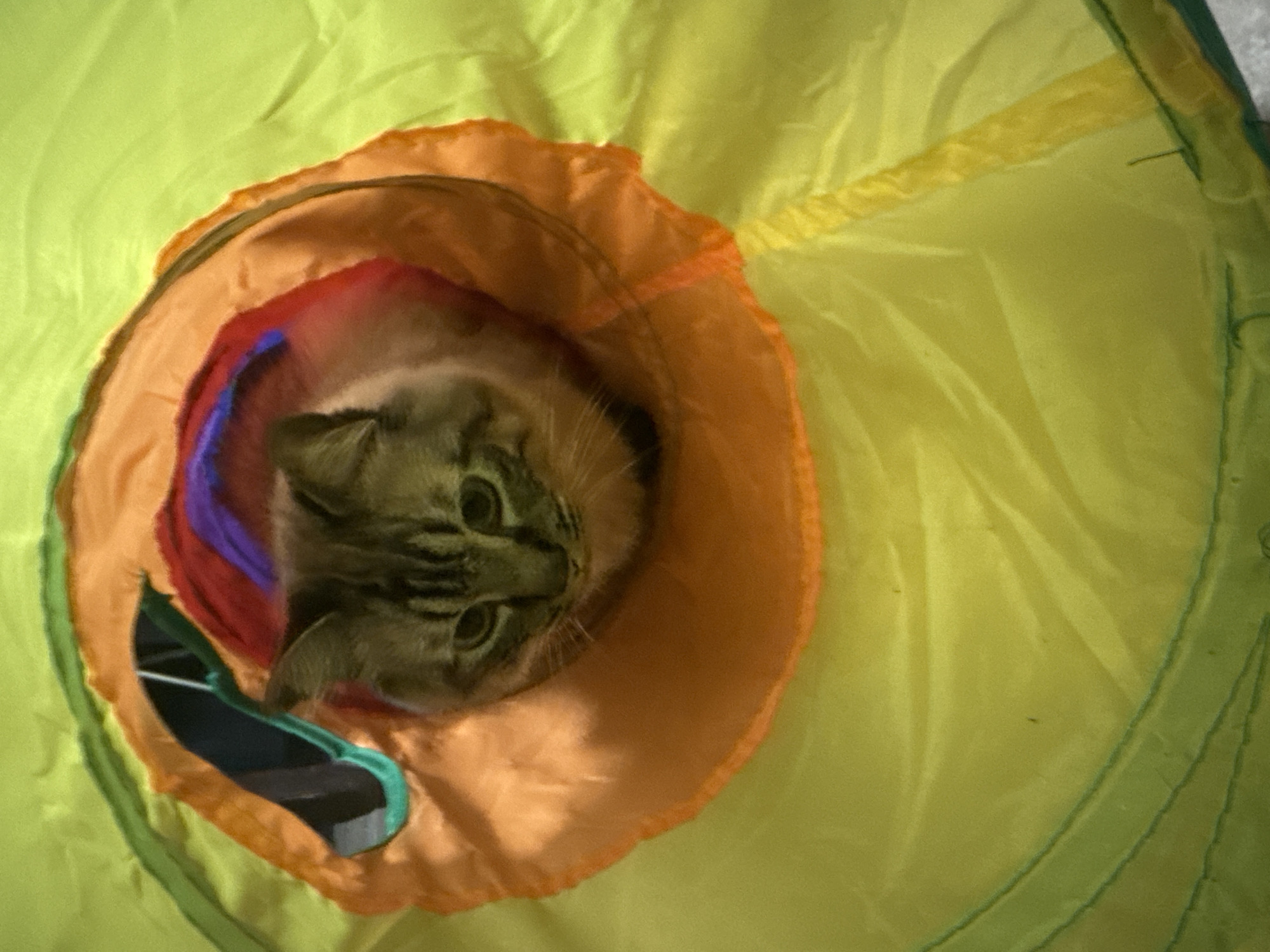 Cat peers from colorful play tunnel in Puebla