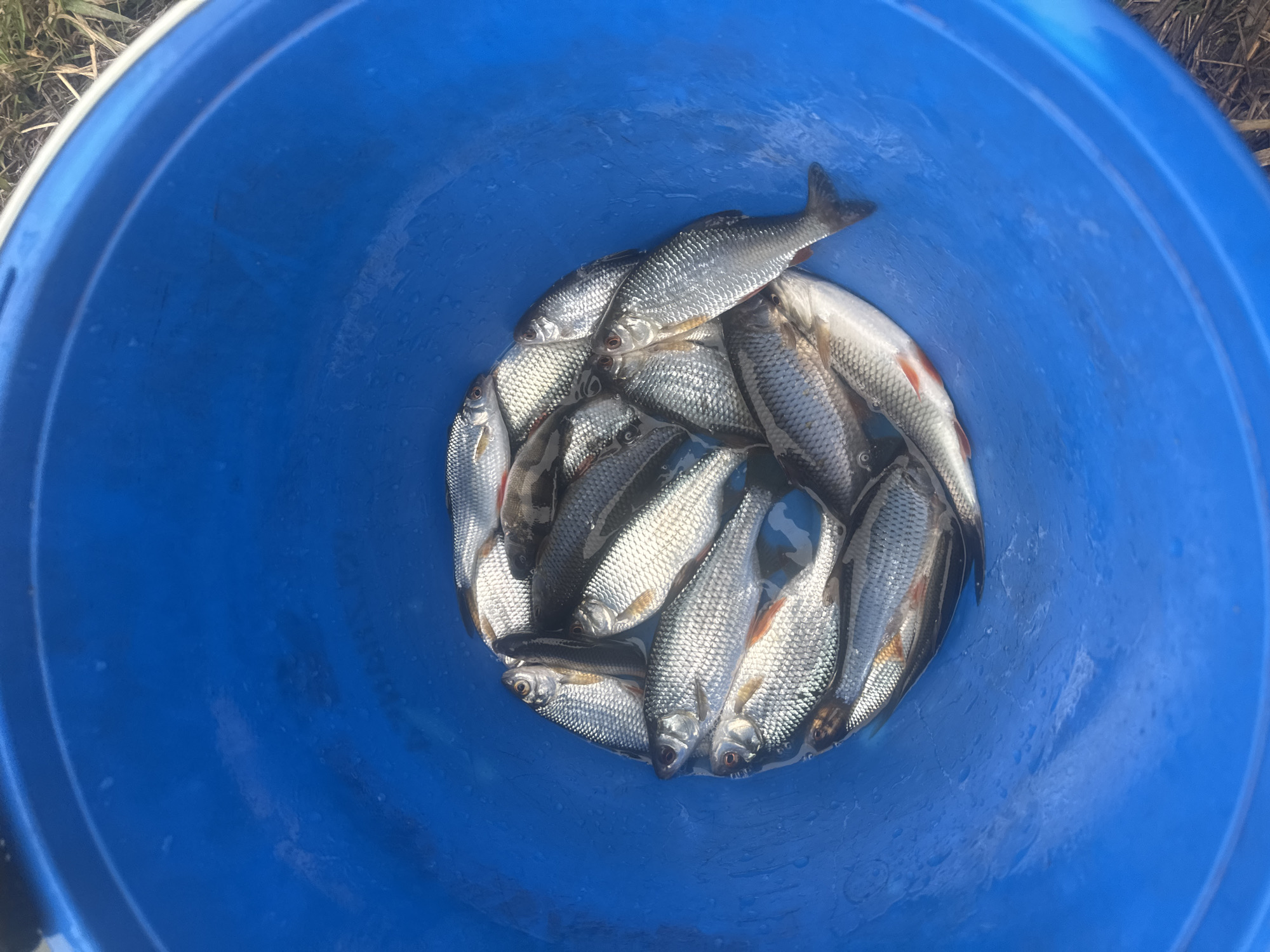 Angler catches small fish during rainfall near Moscow lake