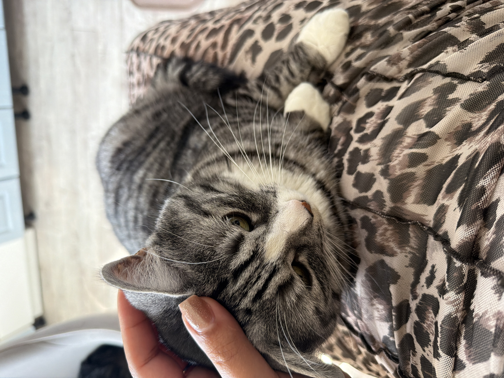Gray tabby lounges on leopard-print fabric, enjoying a pet.