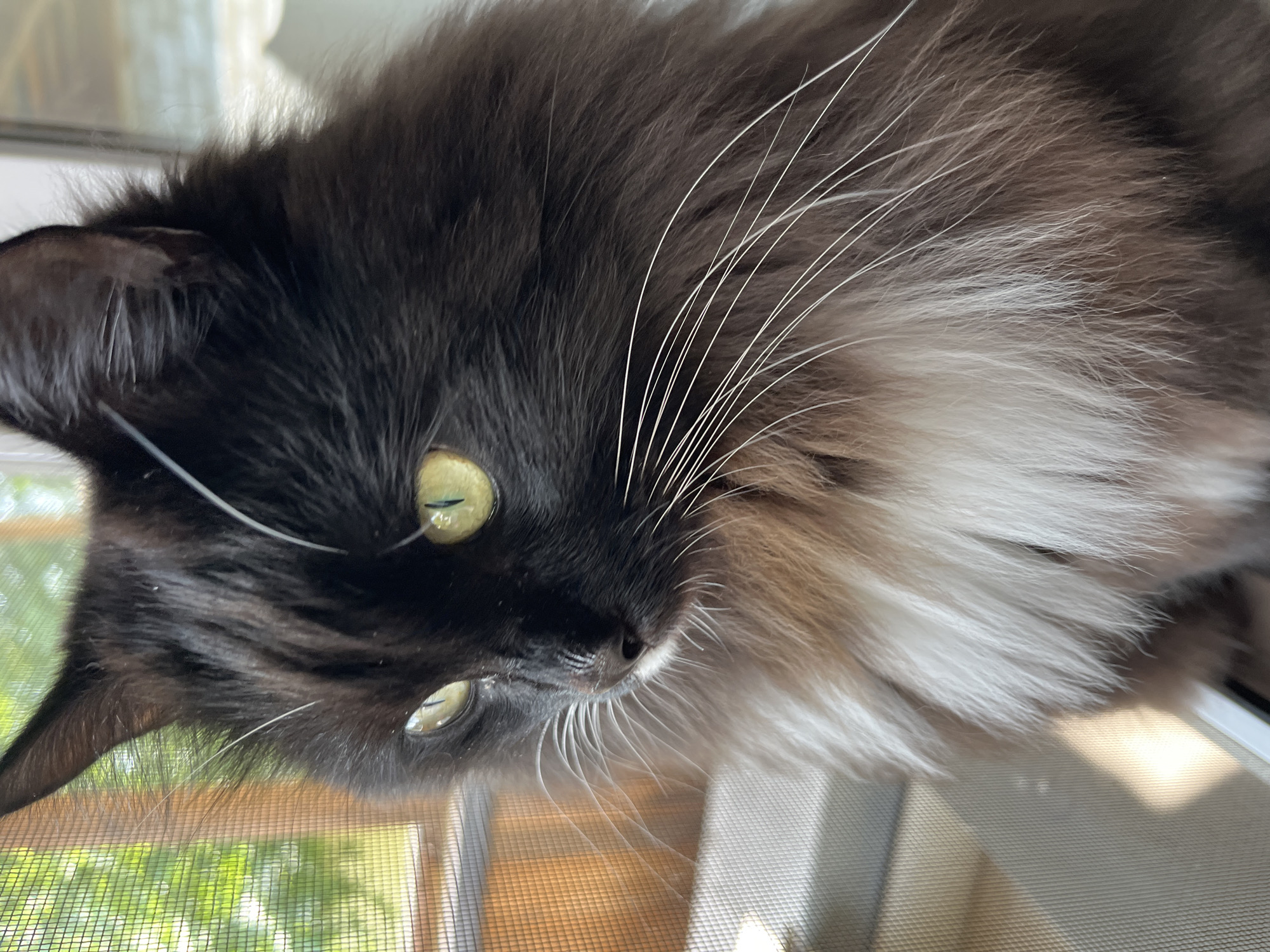 Quiet Novosibirsk morning: cats, coffee, and tomato toast