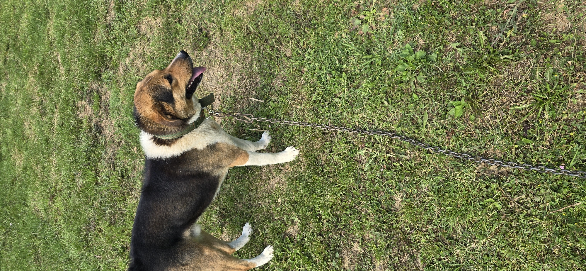 Dog on chain and garden watering in Vratsa