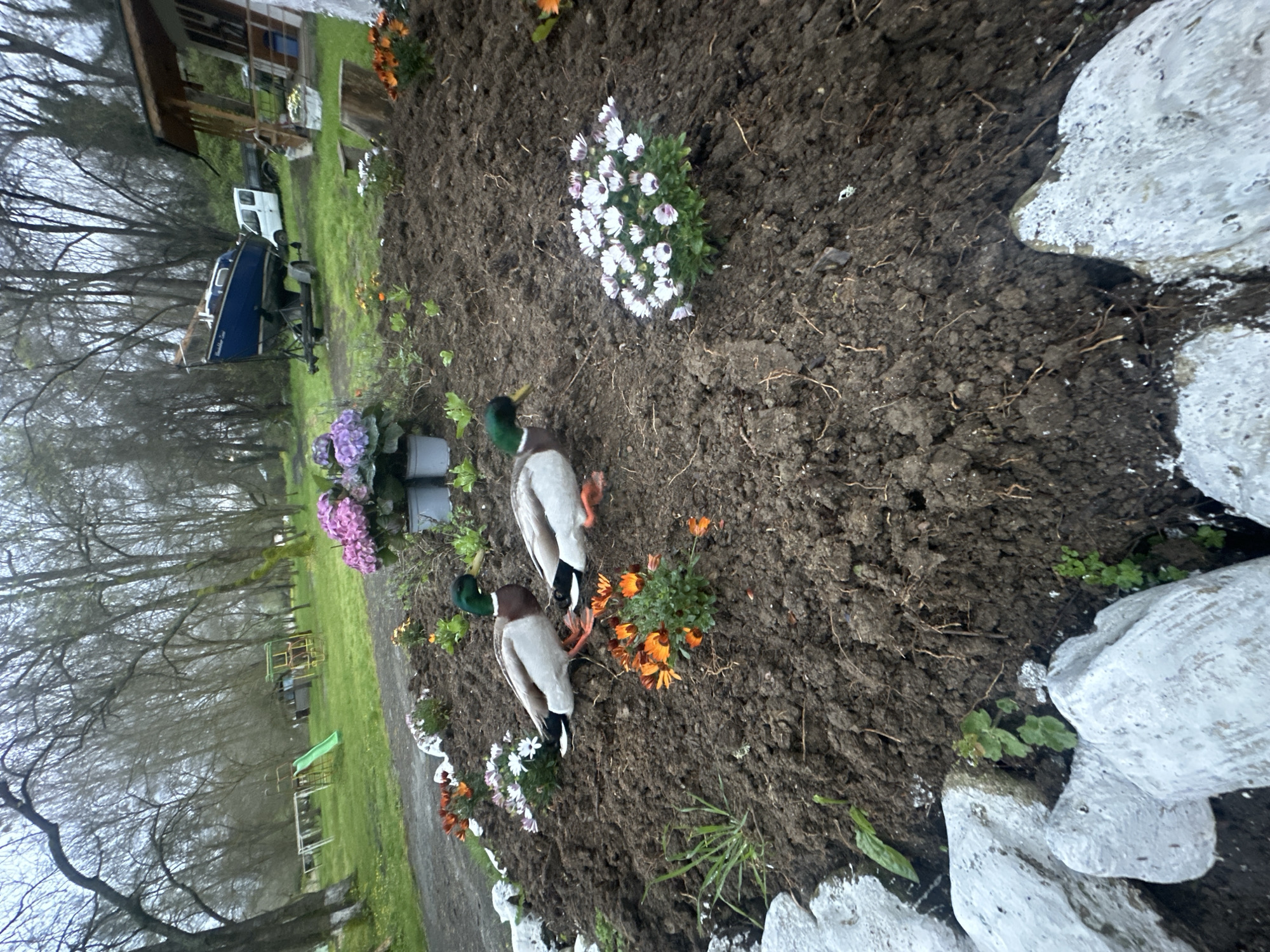Early morning garden landscaping documented in Kiten, Bulgaria