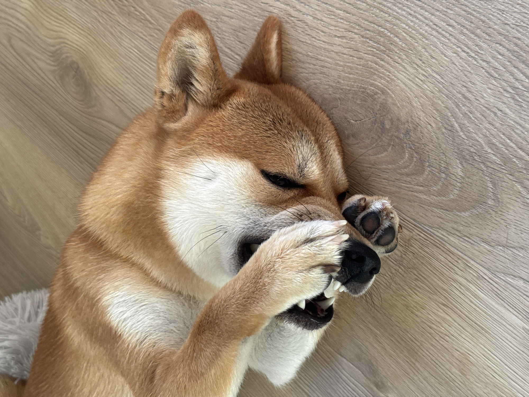 Shiba Inu and curly-furred cat at home in Latvia