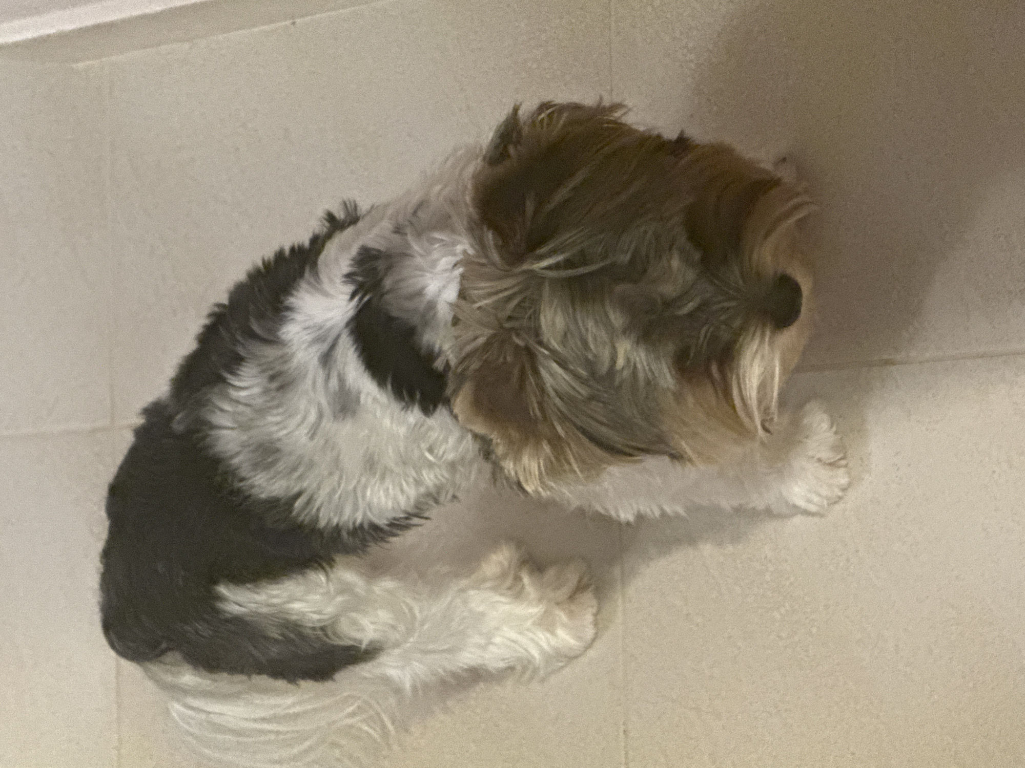 Small dog rests on tiled floor in Sofia