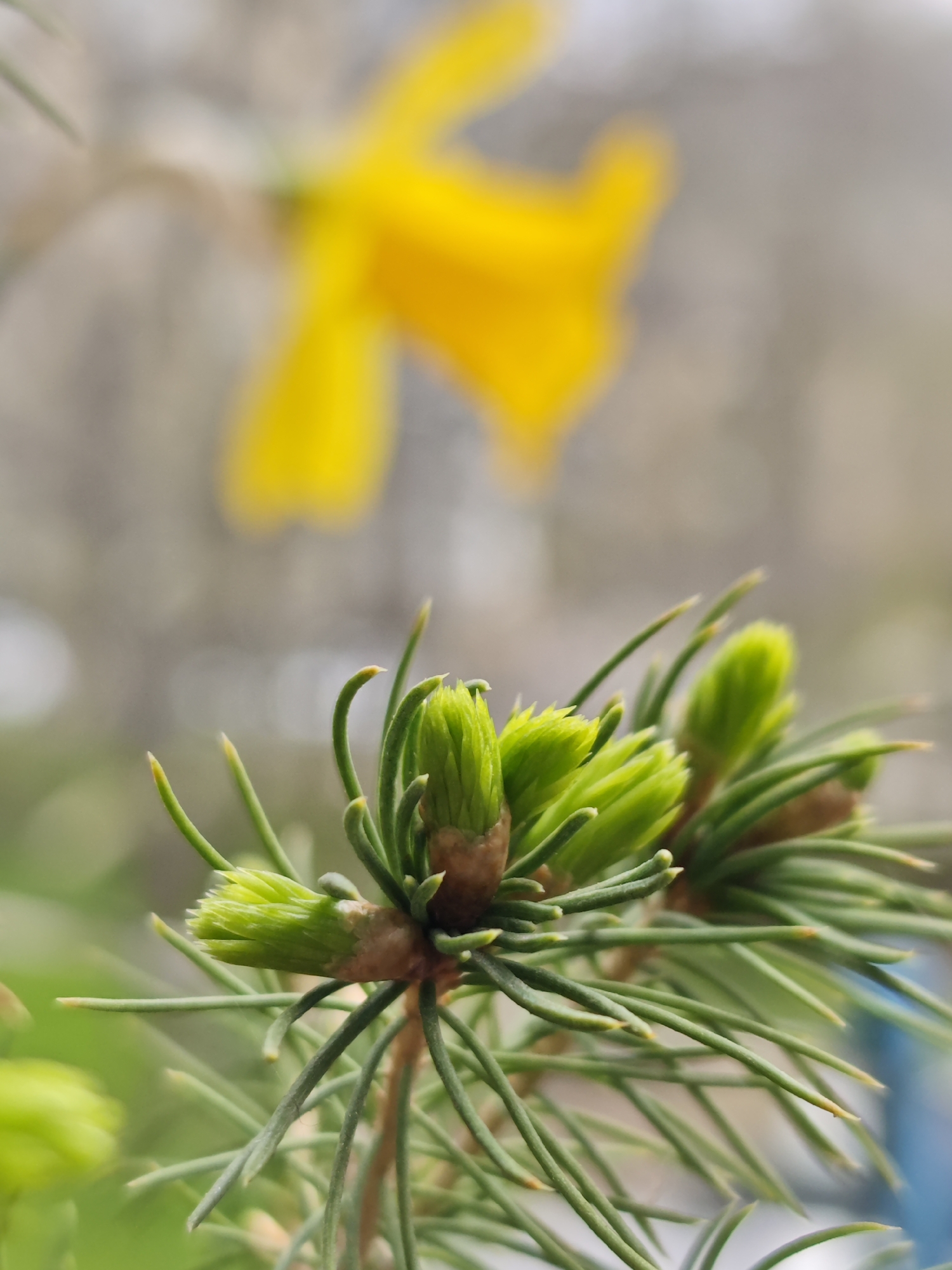 Spring blooms documented in Pyatigorsk garden photography session