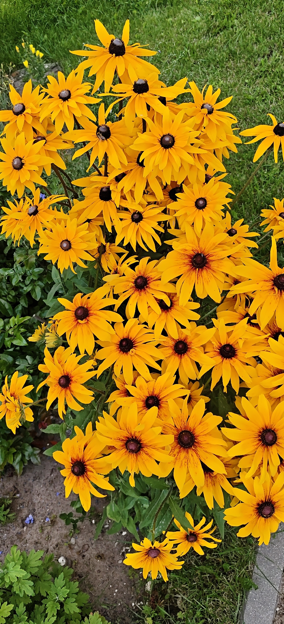 Close-up garden shots: bright blooms and bees at work