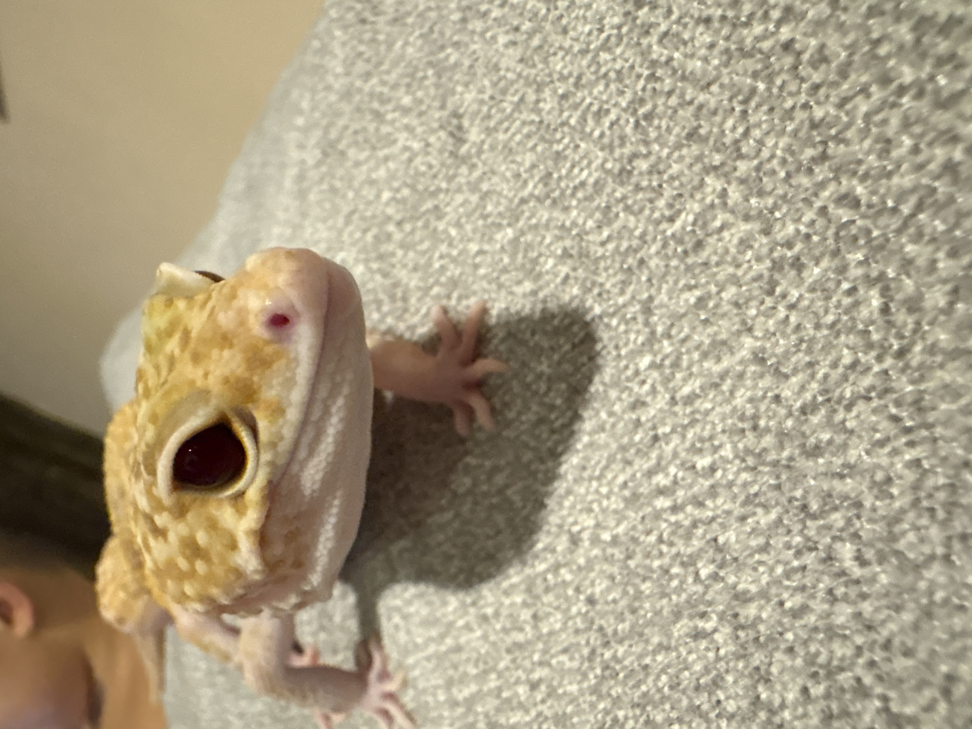 Pet leopard gecko documented during casual afternoon in Vietnam home