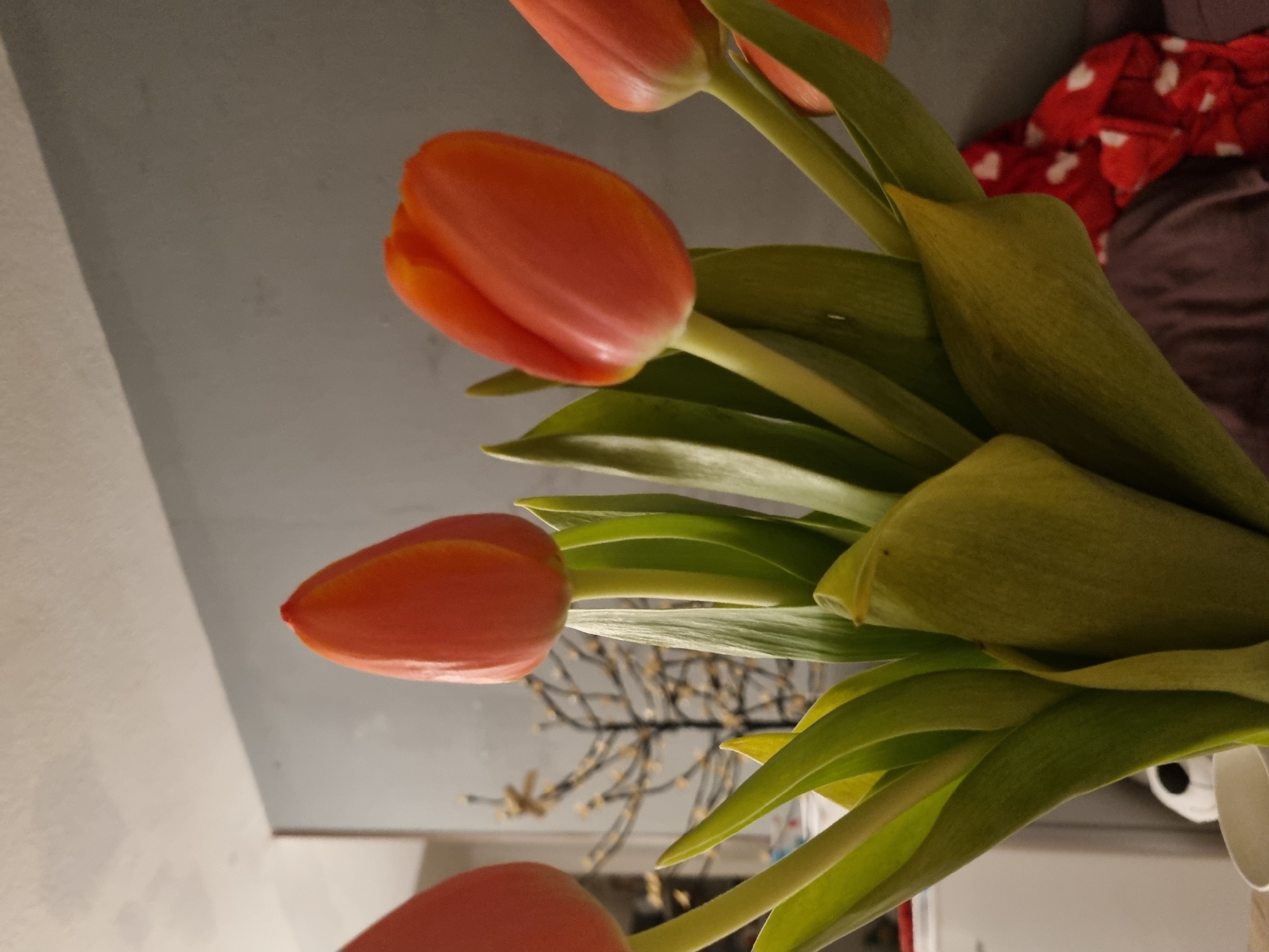 Orange tulip bouquet photographed indoors in Saarbrücken