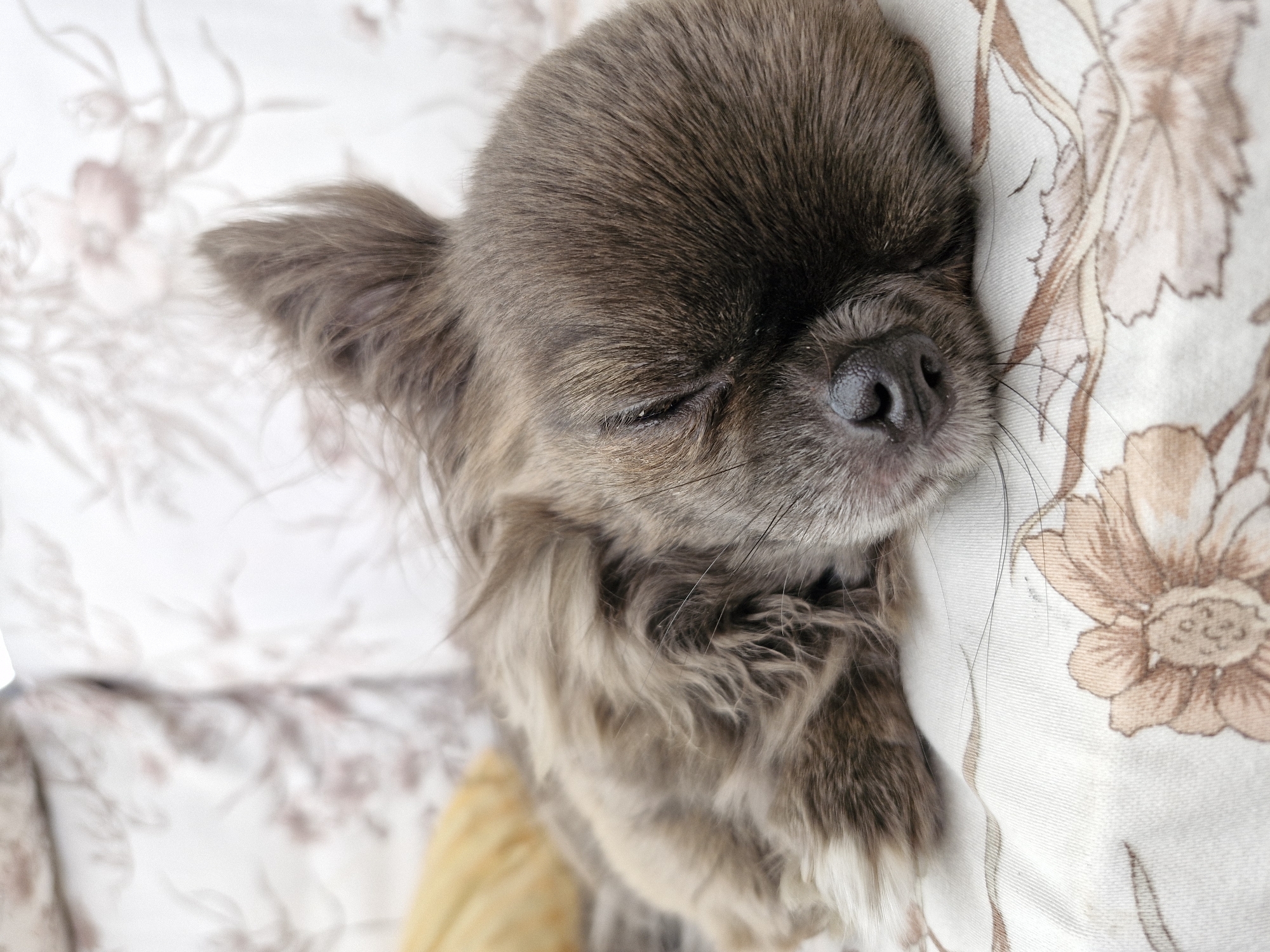 Chihuahua observed resting during overcast afternoon, multiple angles documented