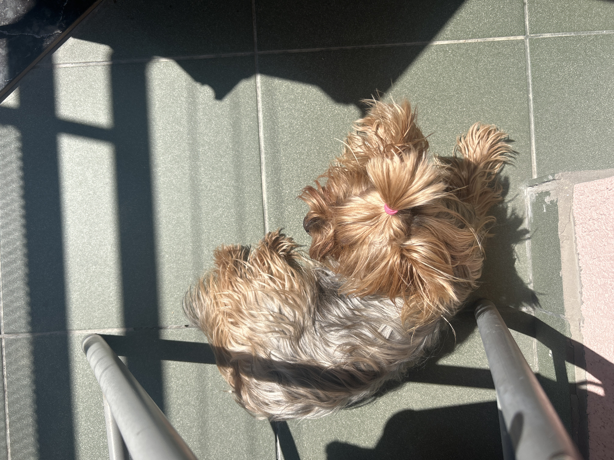 Dog with pink hair tie rests on tiled floor in Bulgaria