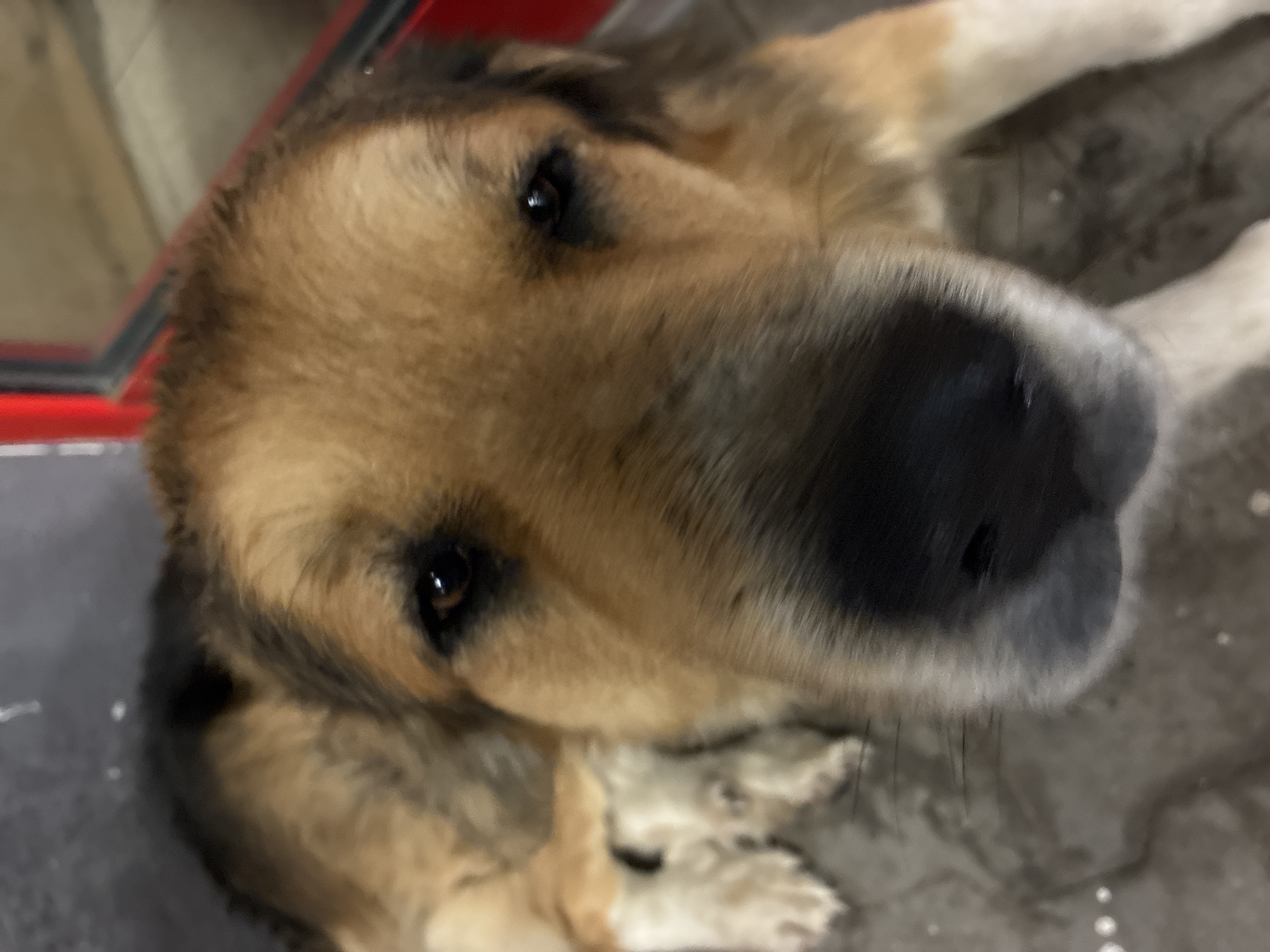 Dog rests outside storefront in Berkovitsa, Bulgaria