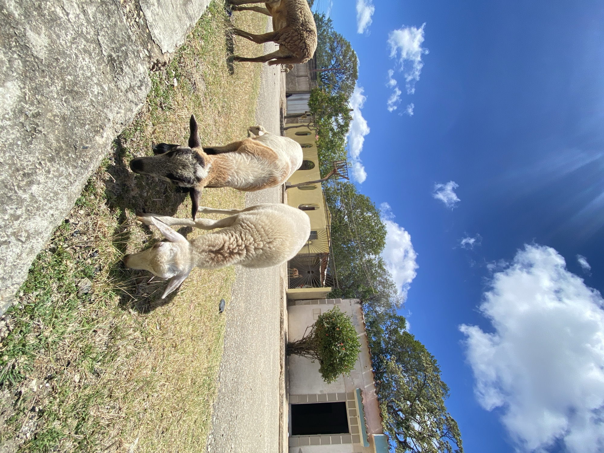 Sheep flock grazes near historic church in Juan Griego