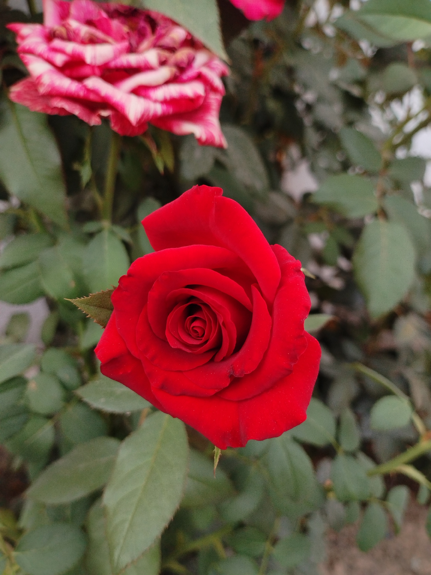 Red and pink roses in close-up, Kyzyl-Kyya