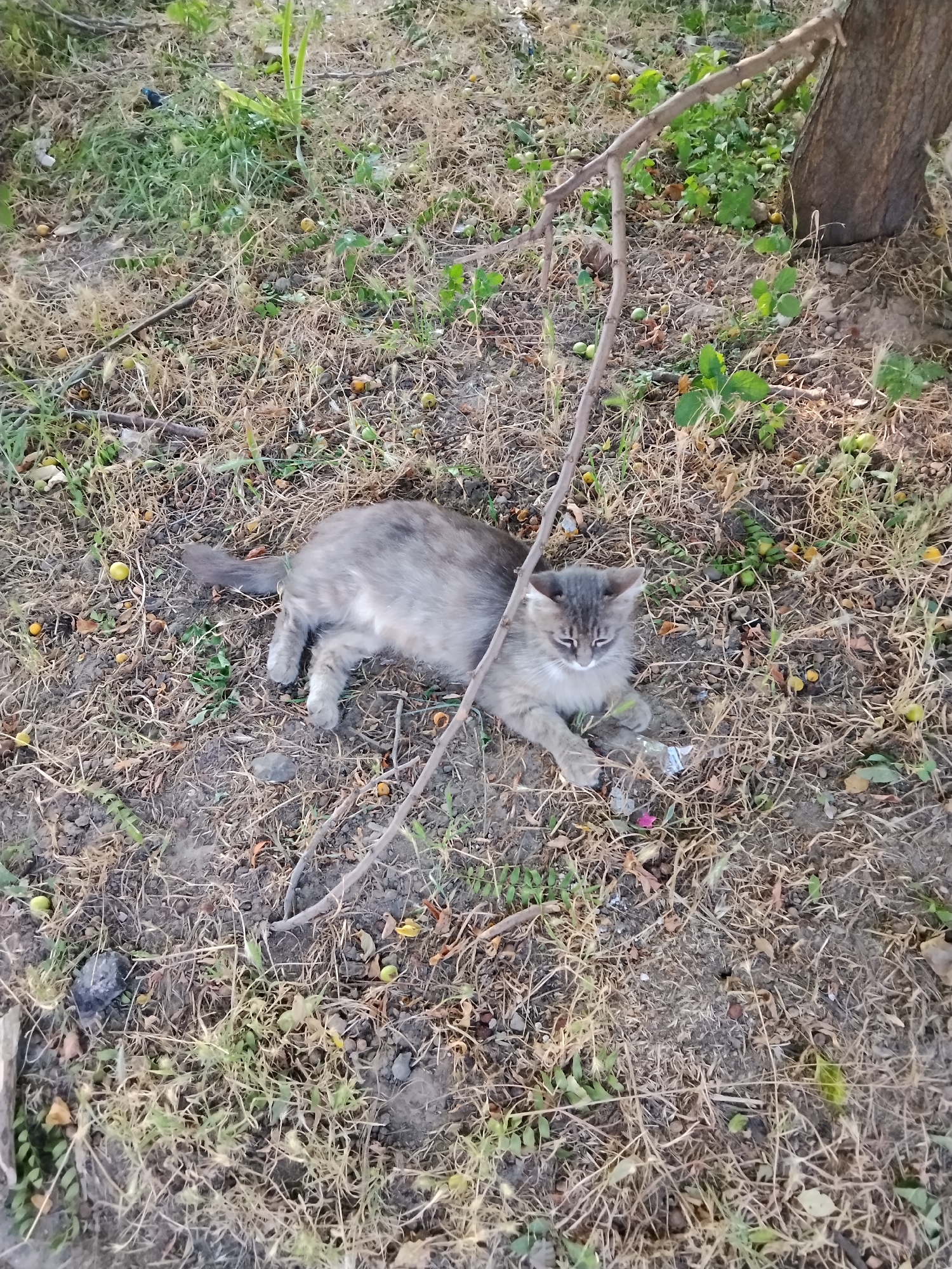 Cats in the shade and a blooming rose, Tiraspol