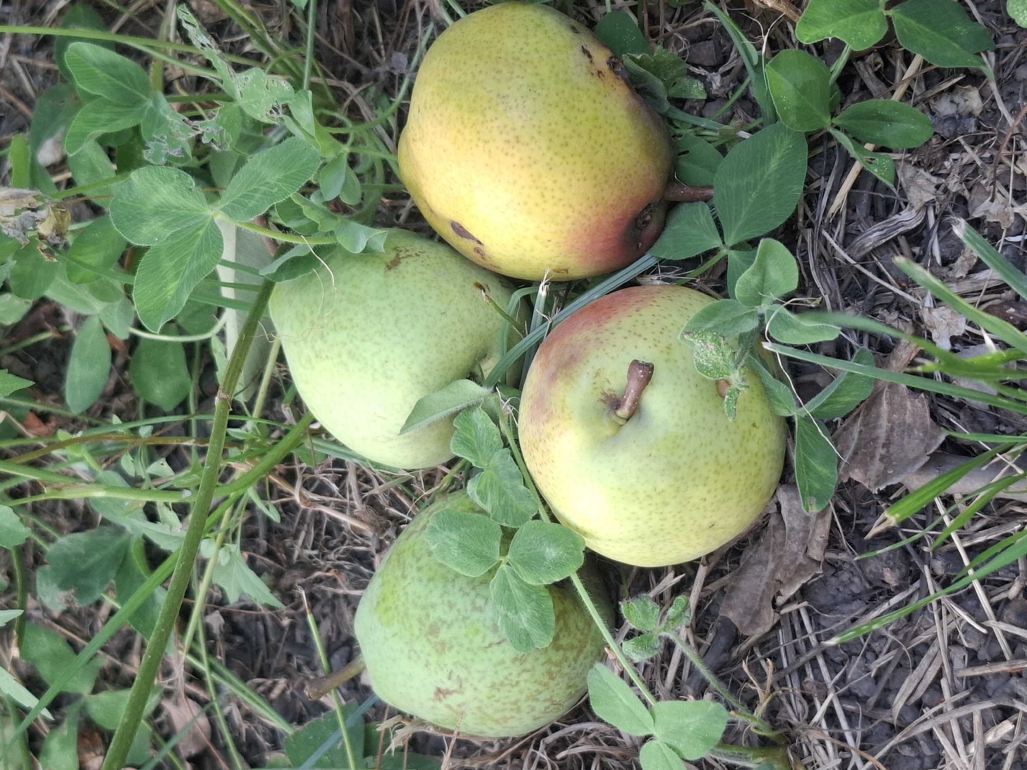 Harvesting grapes and fruit in an Almaty backyard