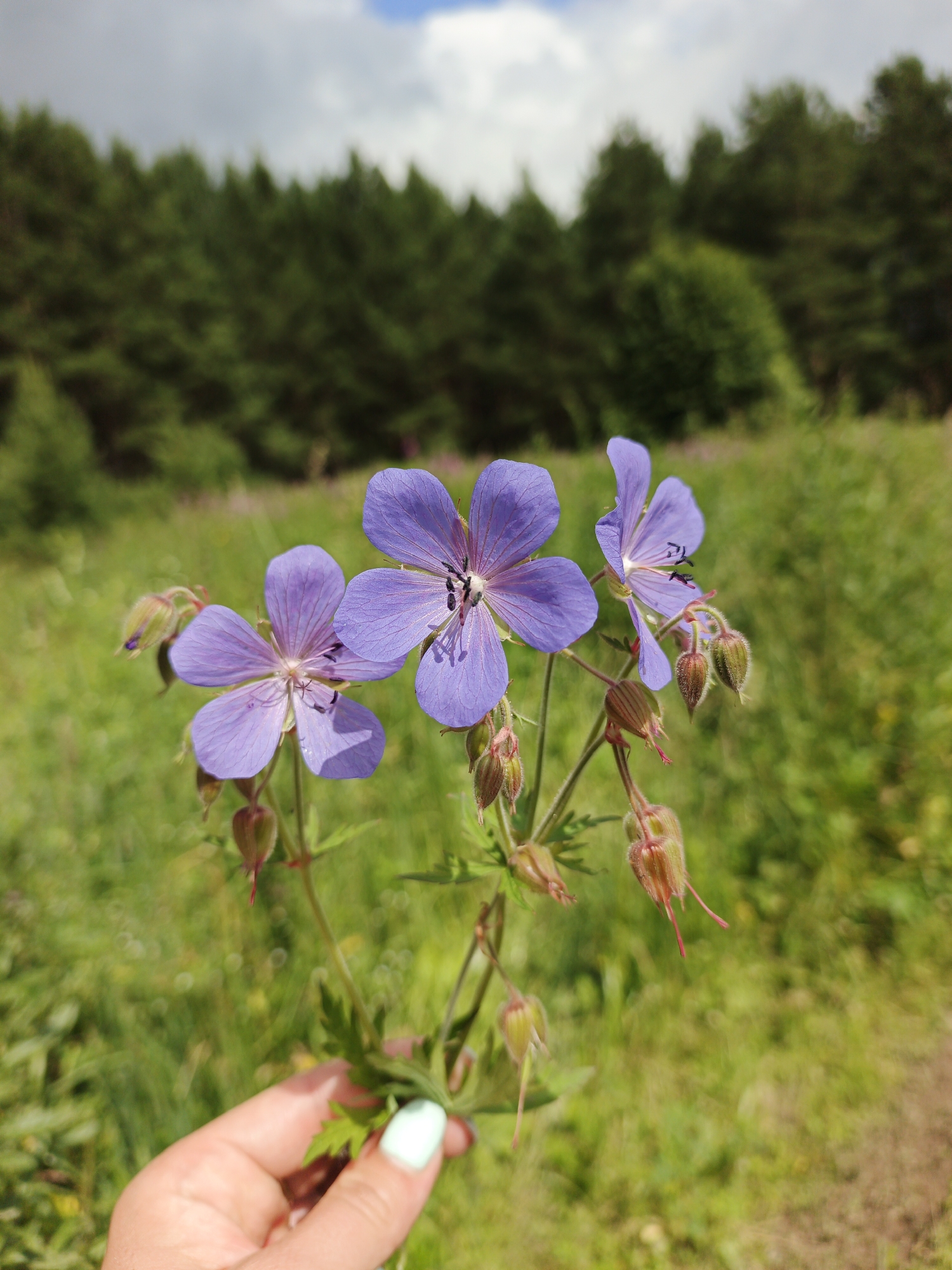 Close-up wildflower moments in a Russian summer field