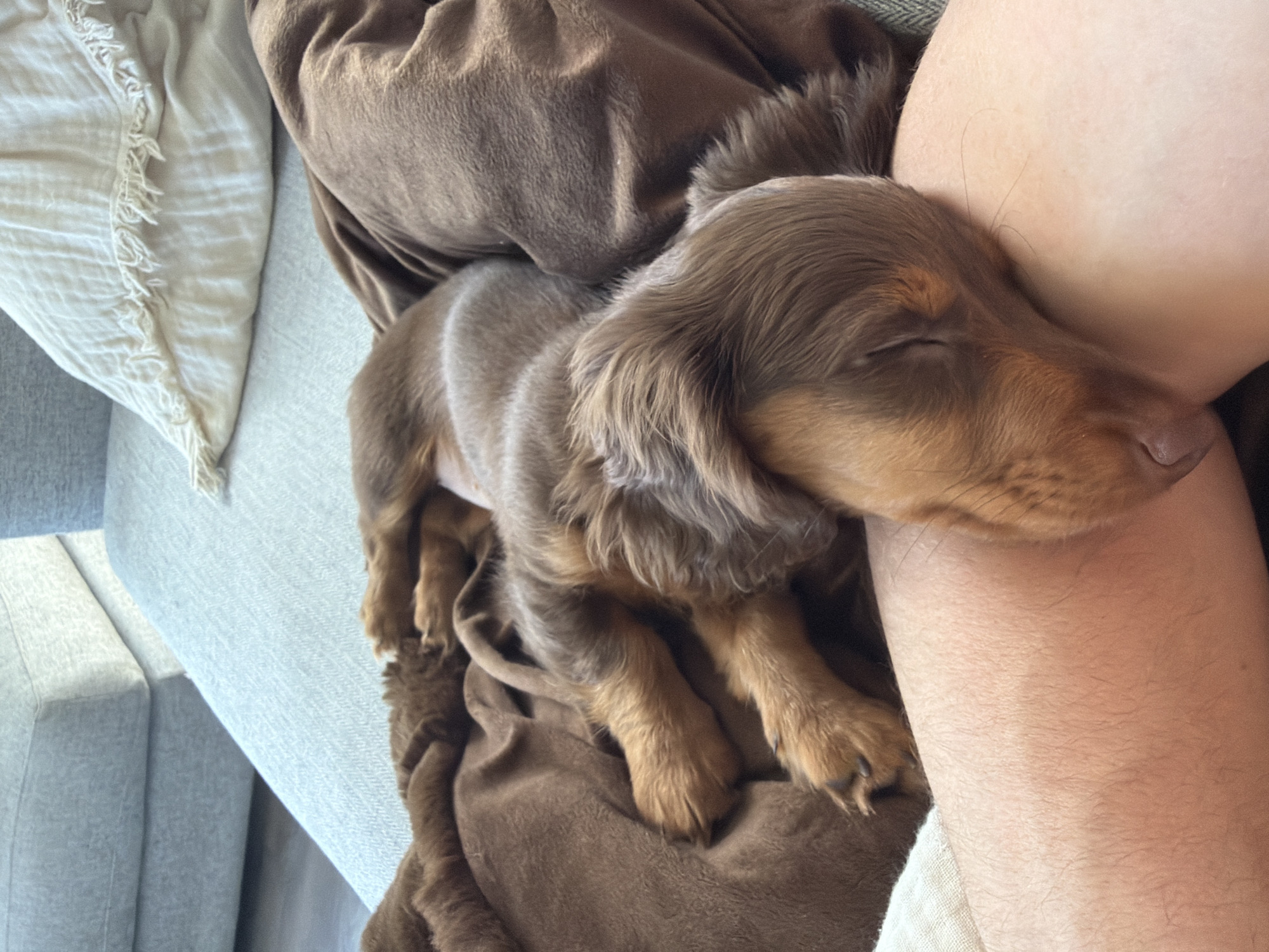 Sleeping dachshund puppy and metro station entrance documented in Montreal