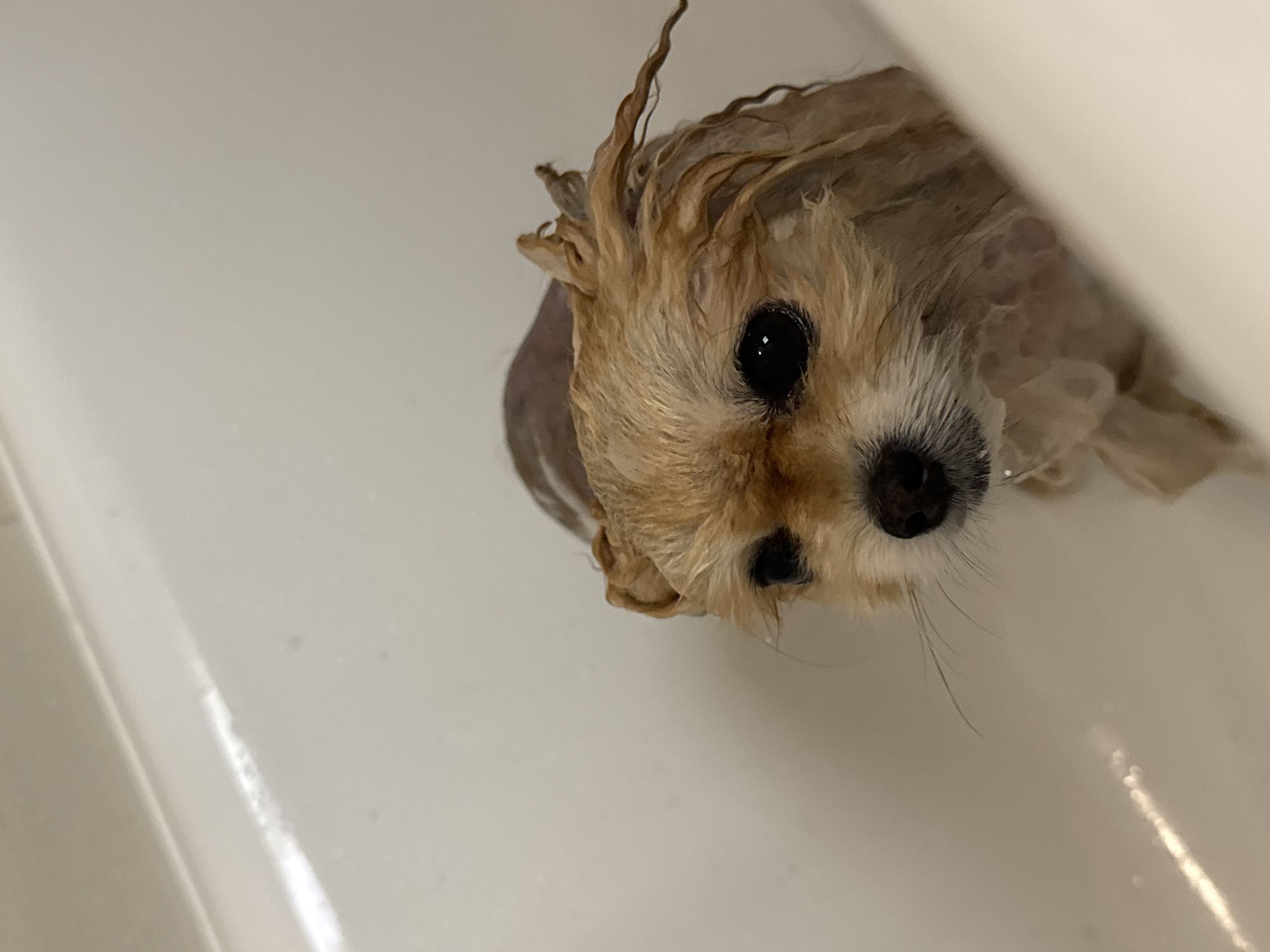 Small dog gets bath in Warsaw bathtub