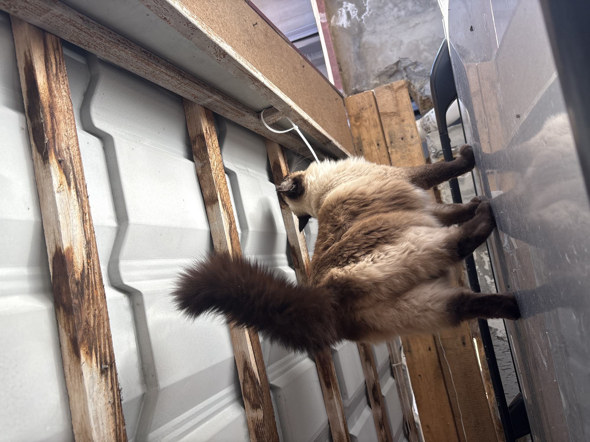 Spring garden blooms and playful Siamese cat documented in Simferopol