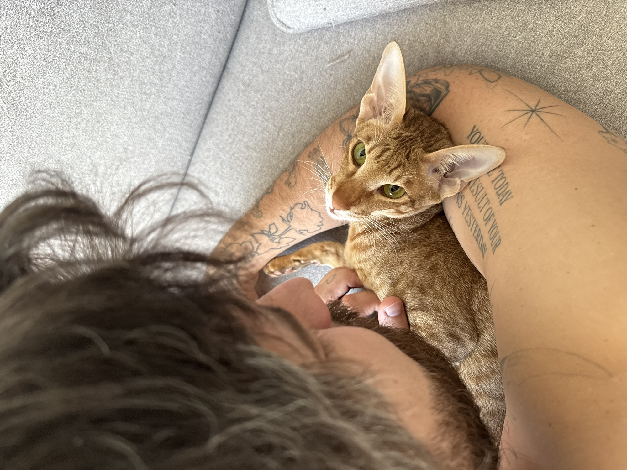 Person and orange cat interact in Khimki home