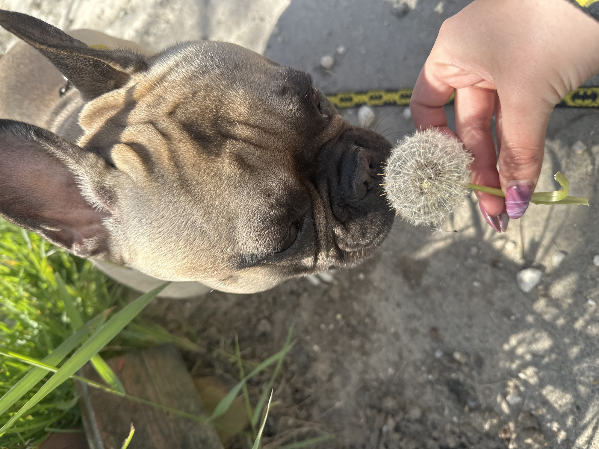 French Bulldog examines dandelion in Varna, Bulgaria