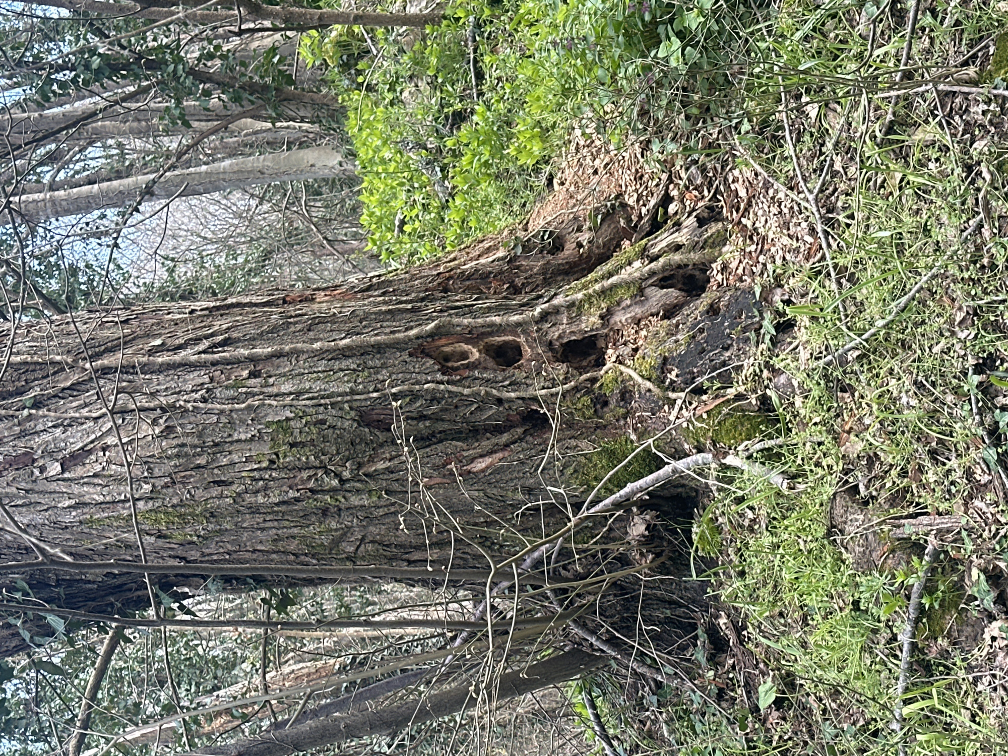 Forest walk documented in Varna woodland area
