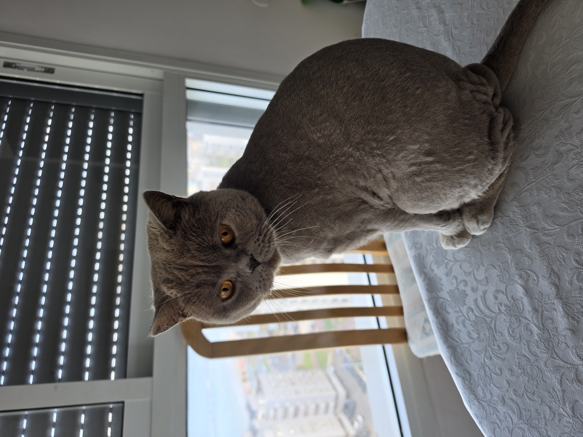 British Shorthair cat spotted on tablecloth in Bat Yam