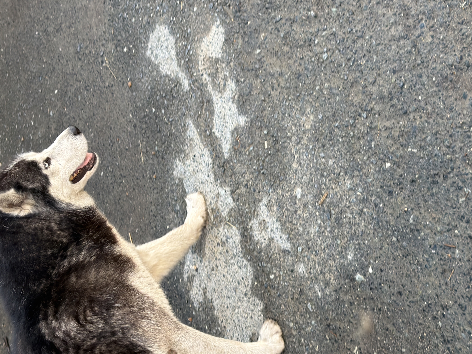 Urban infrastructure and sky views with husky sighting