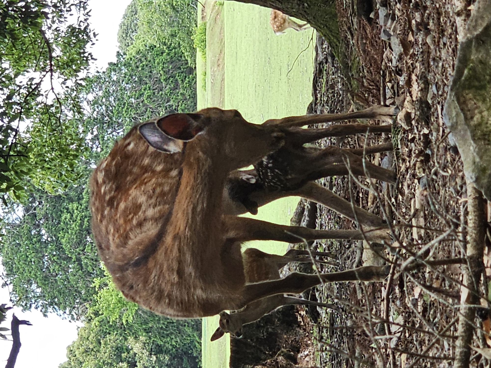 Sika deer family observed nursing in Nara park
