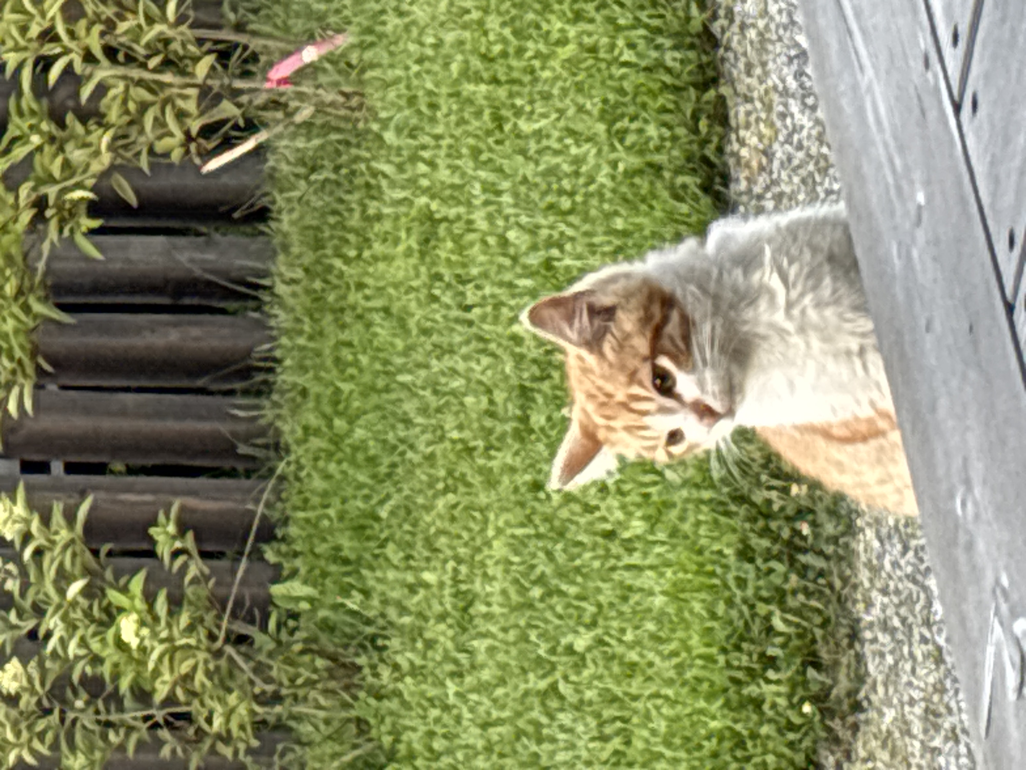 Cats sharing a meal on a backyard deck in Zvenigorod