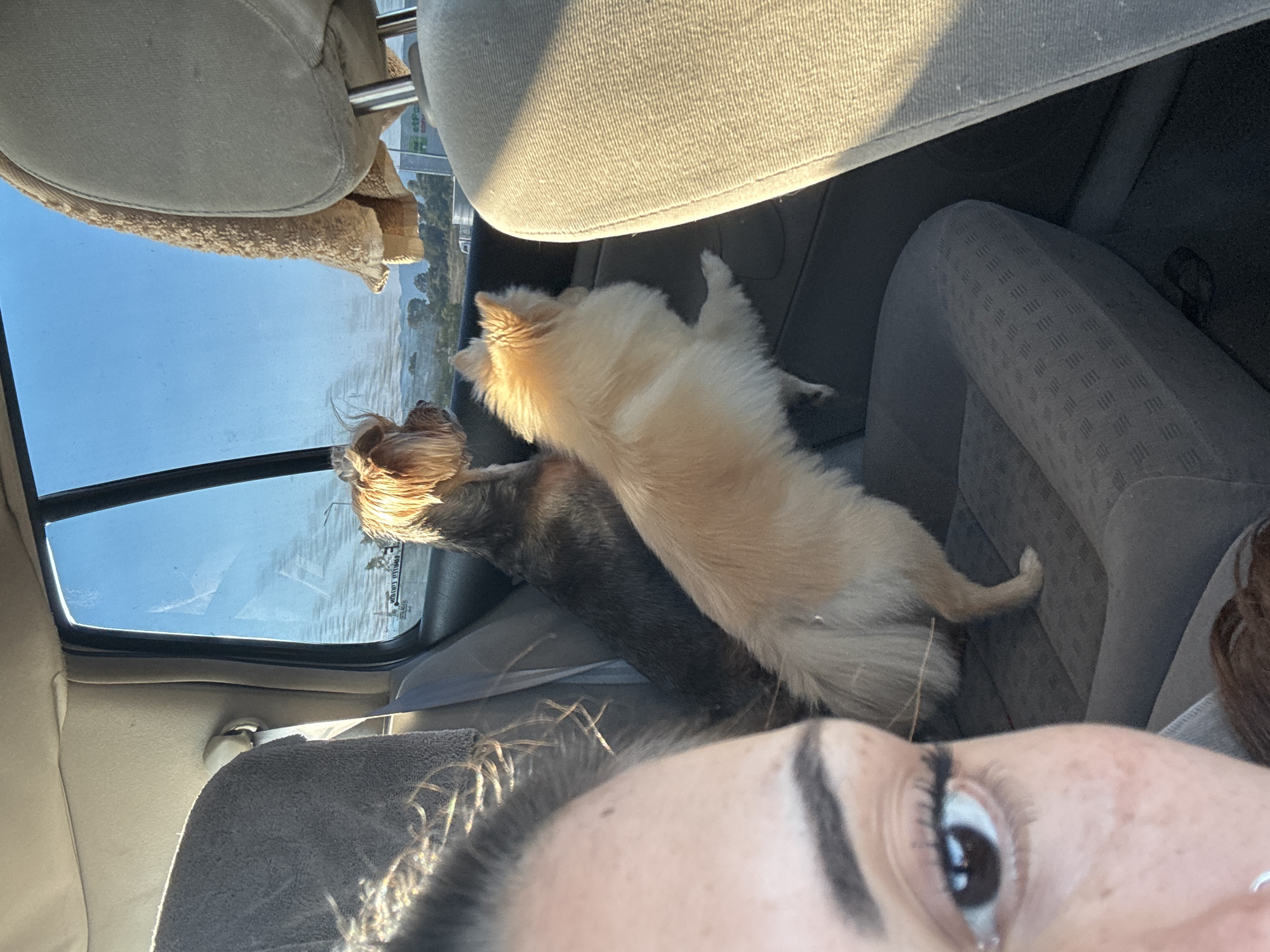 Two dogs riding in a car, shot from the front seat.