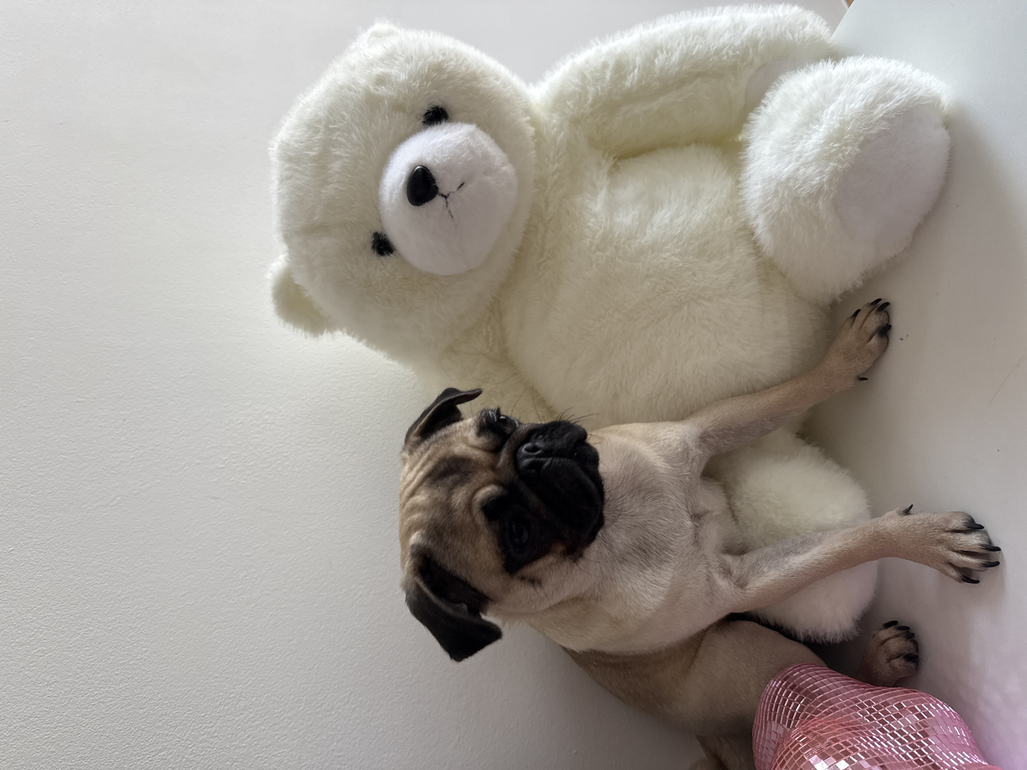 Pugs, a giant teddy bear, and dewy hydrangea bouquets at home