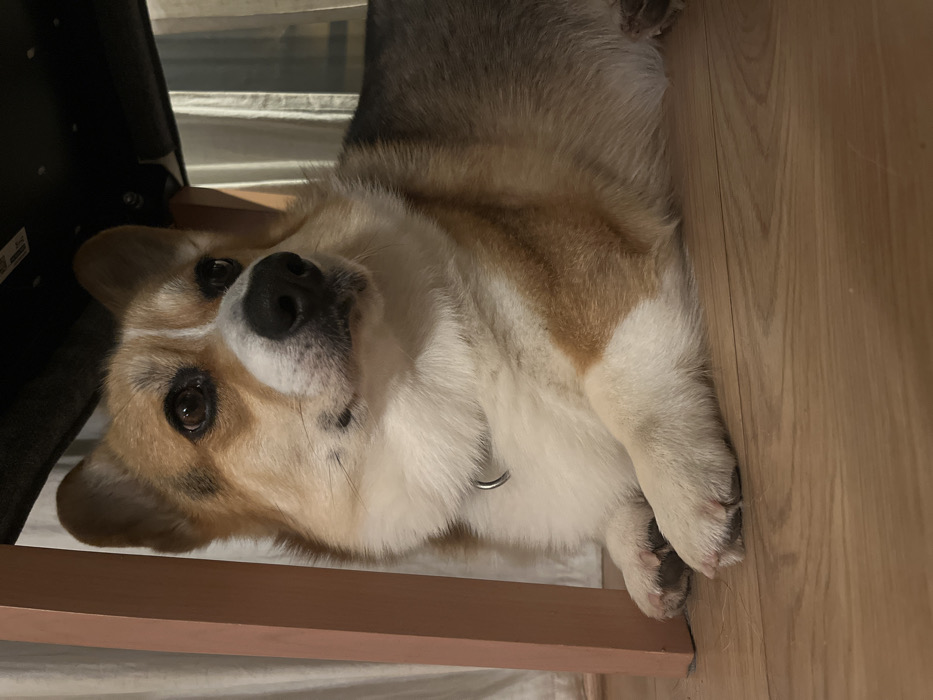 Woman and corgi share quiet evening moments in German towns