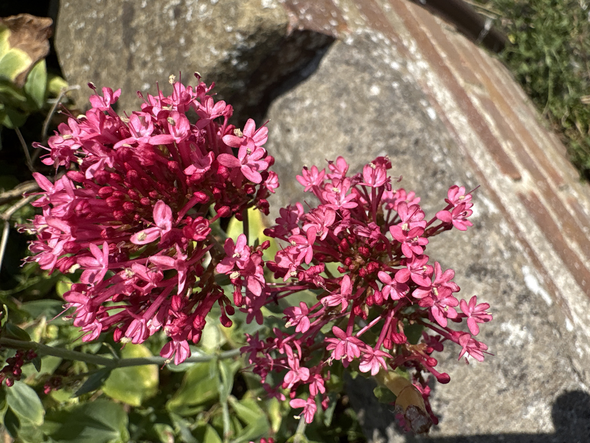 Summer garden in full bloom, Chelmsford residential streets
