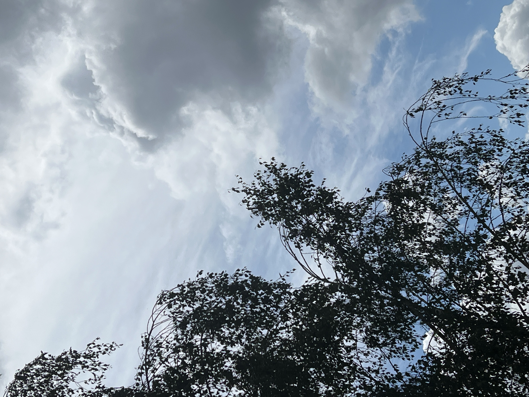 Storm clouds and green canopies fill Warsaw's midday sky