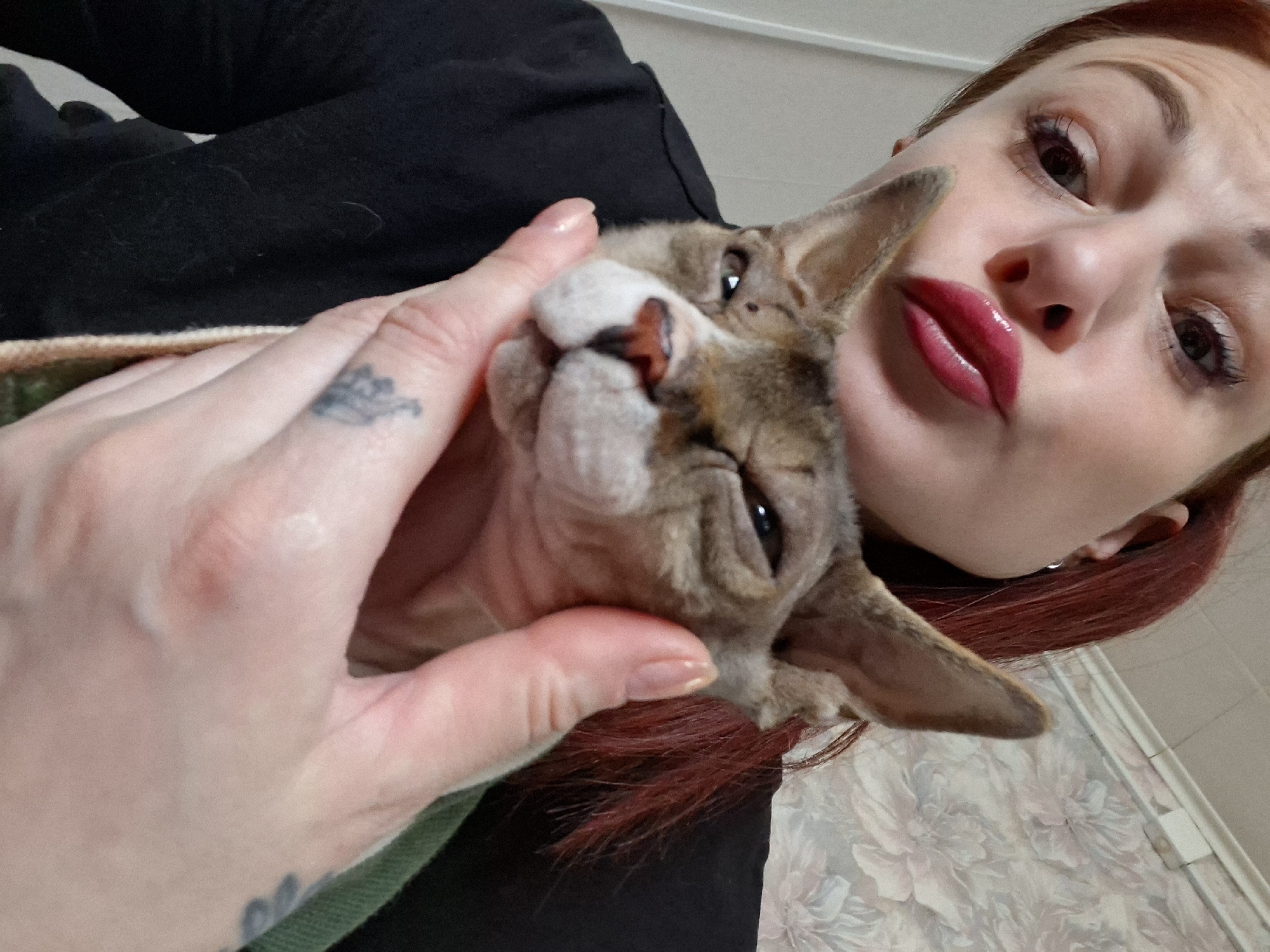 Sphynx cat in a striped shirt steals the show in rural Belarus