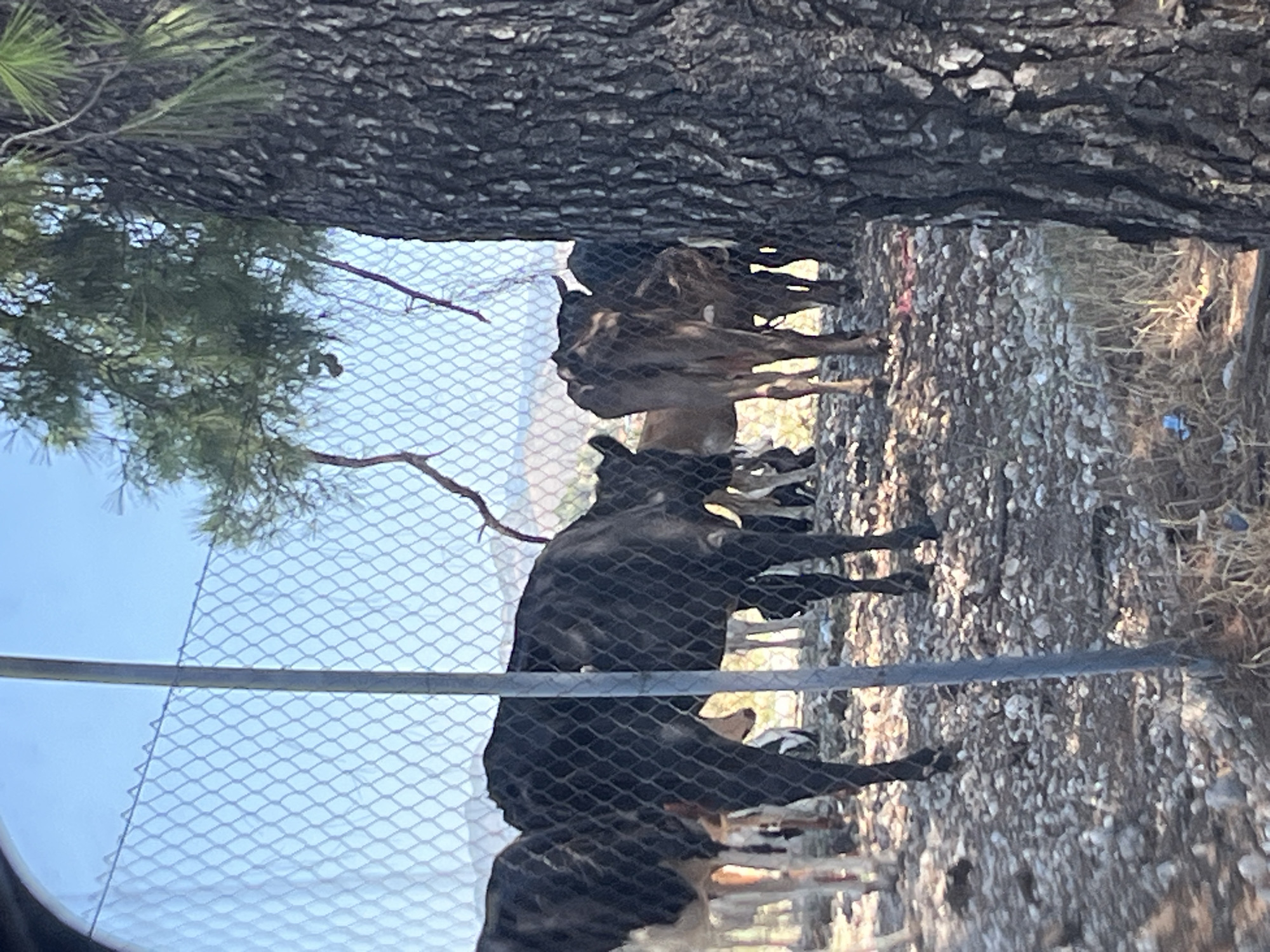 Cattle behind a fence, people nearby, urban-rural edges