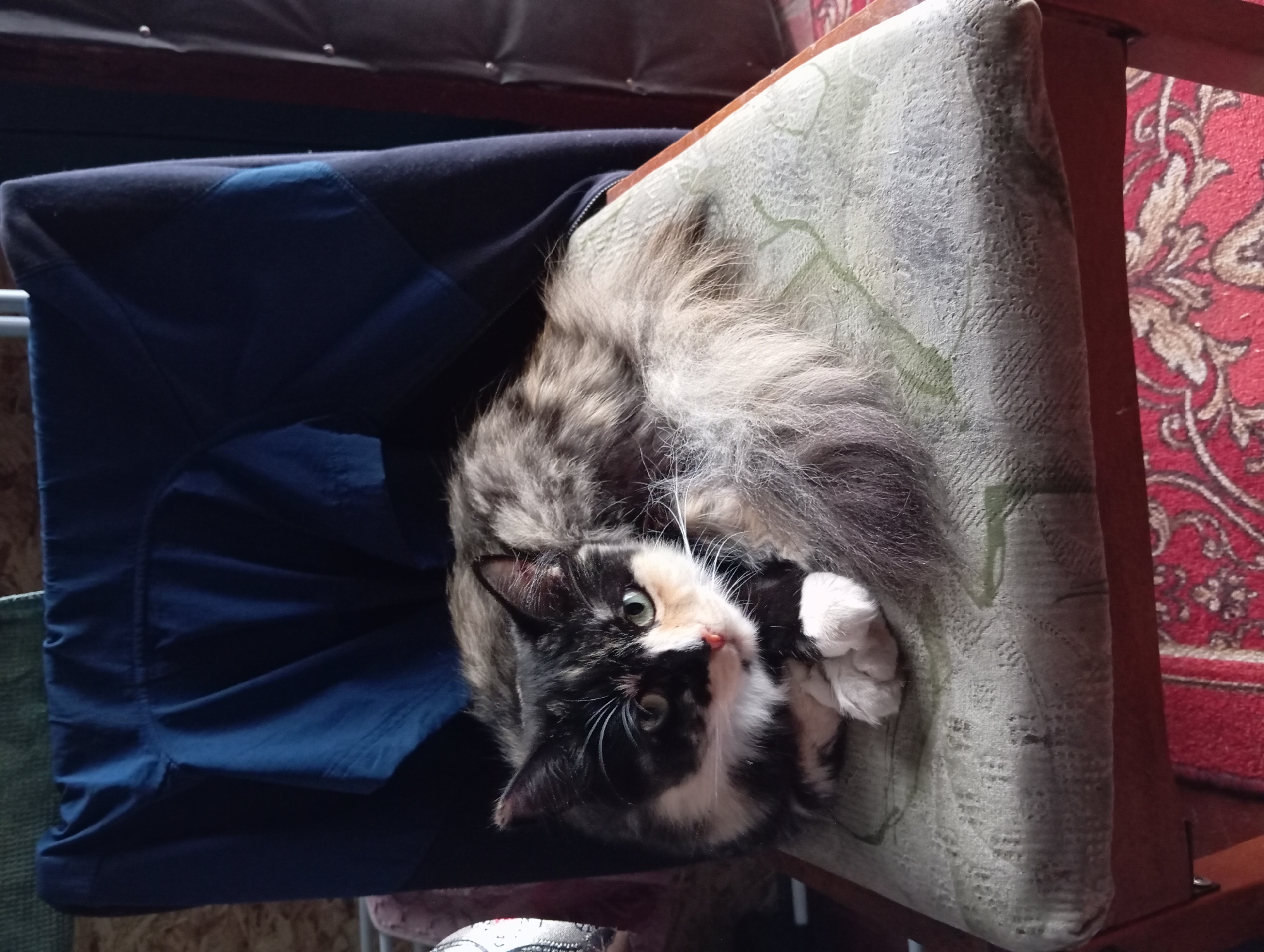 Home life in Barnaul: pets, gardens, and rainy backyard scenes