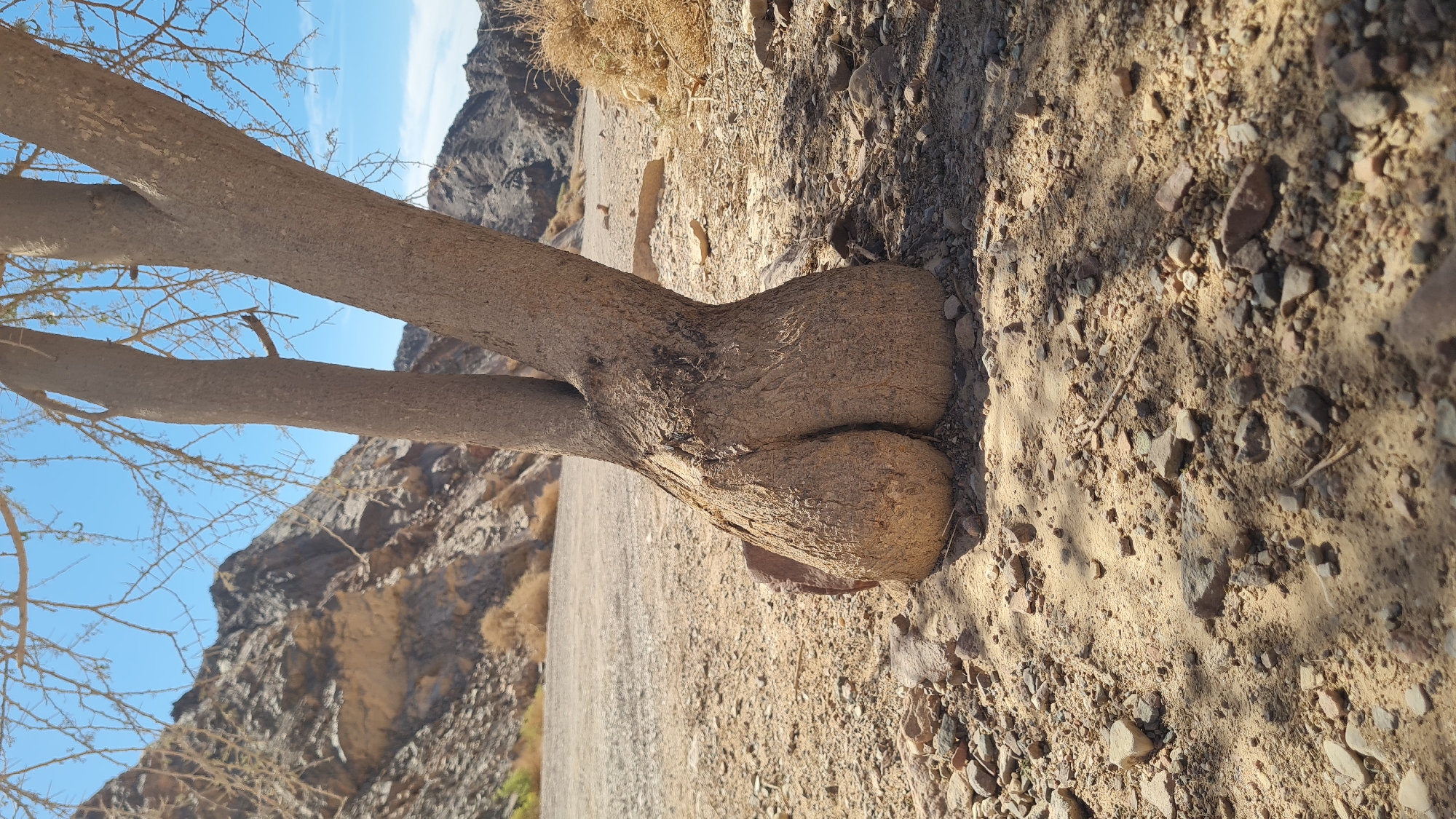 Unusual twin-trunk tree formation observed in Eilat desert