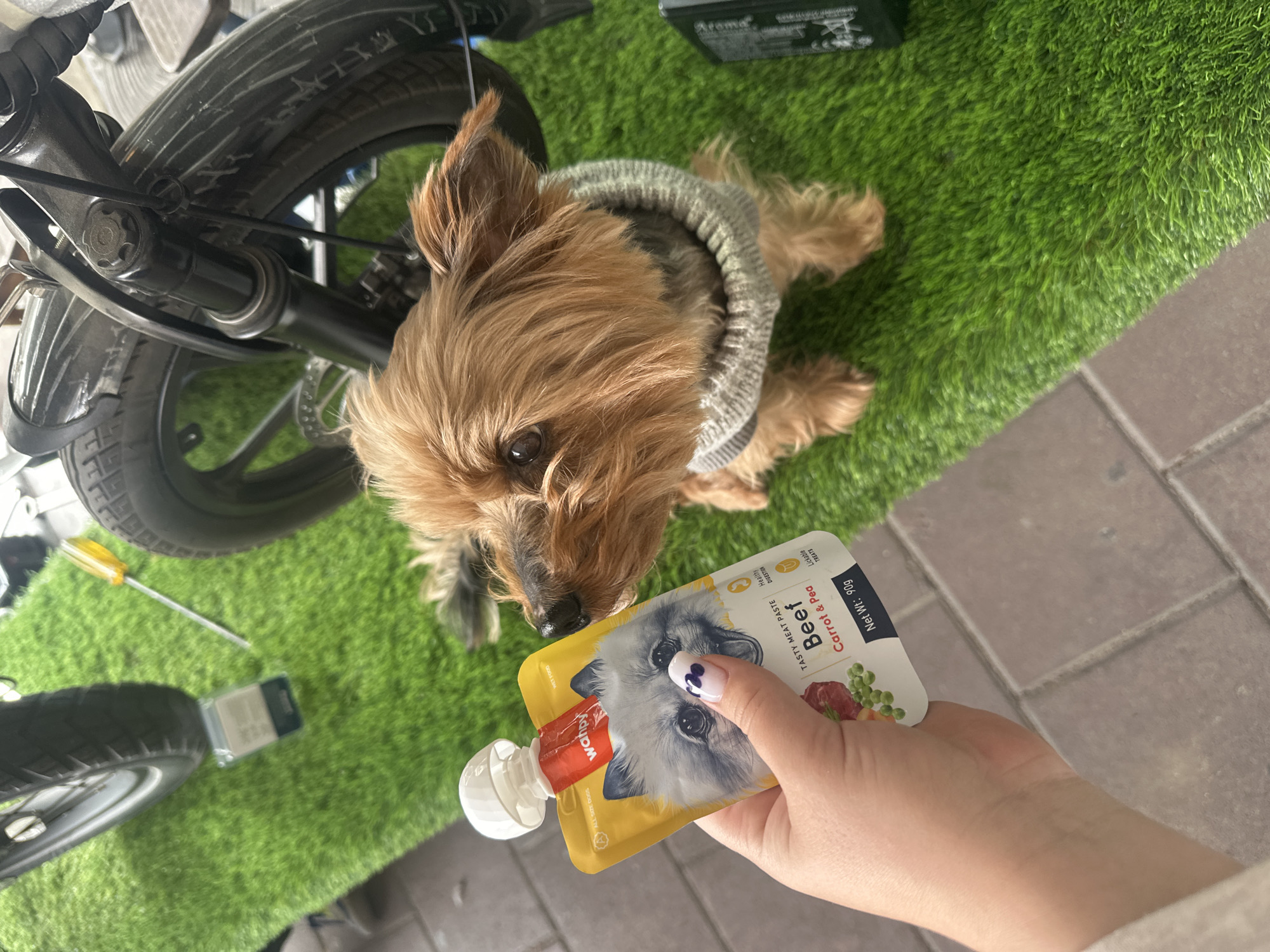 Indoor portraits and pet feeding captured in Ramat Gan