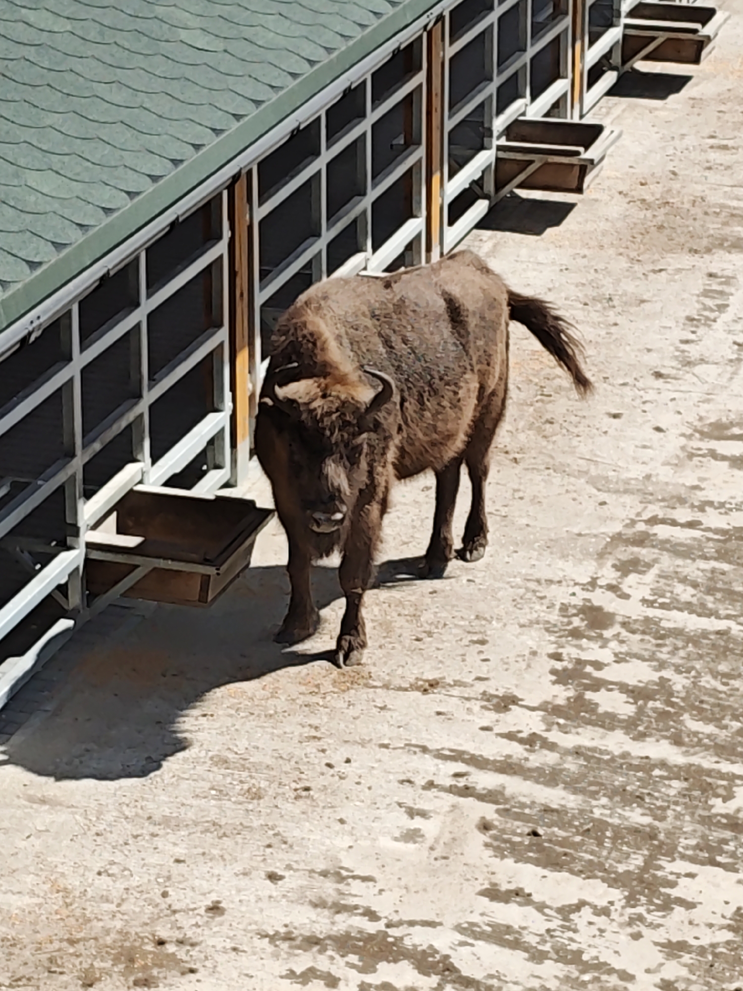 Visitor documents European bison reserve in Mława, Poland