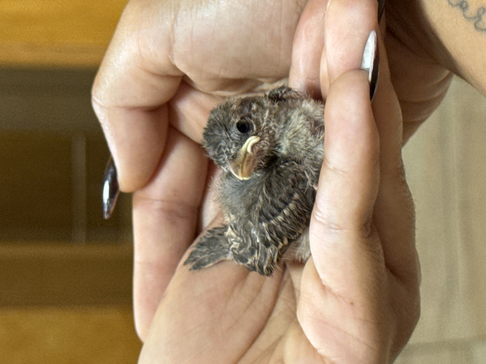 Baby sparrow held in cupped hands at dusk in Vigo