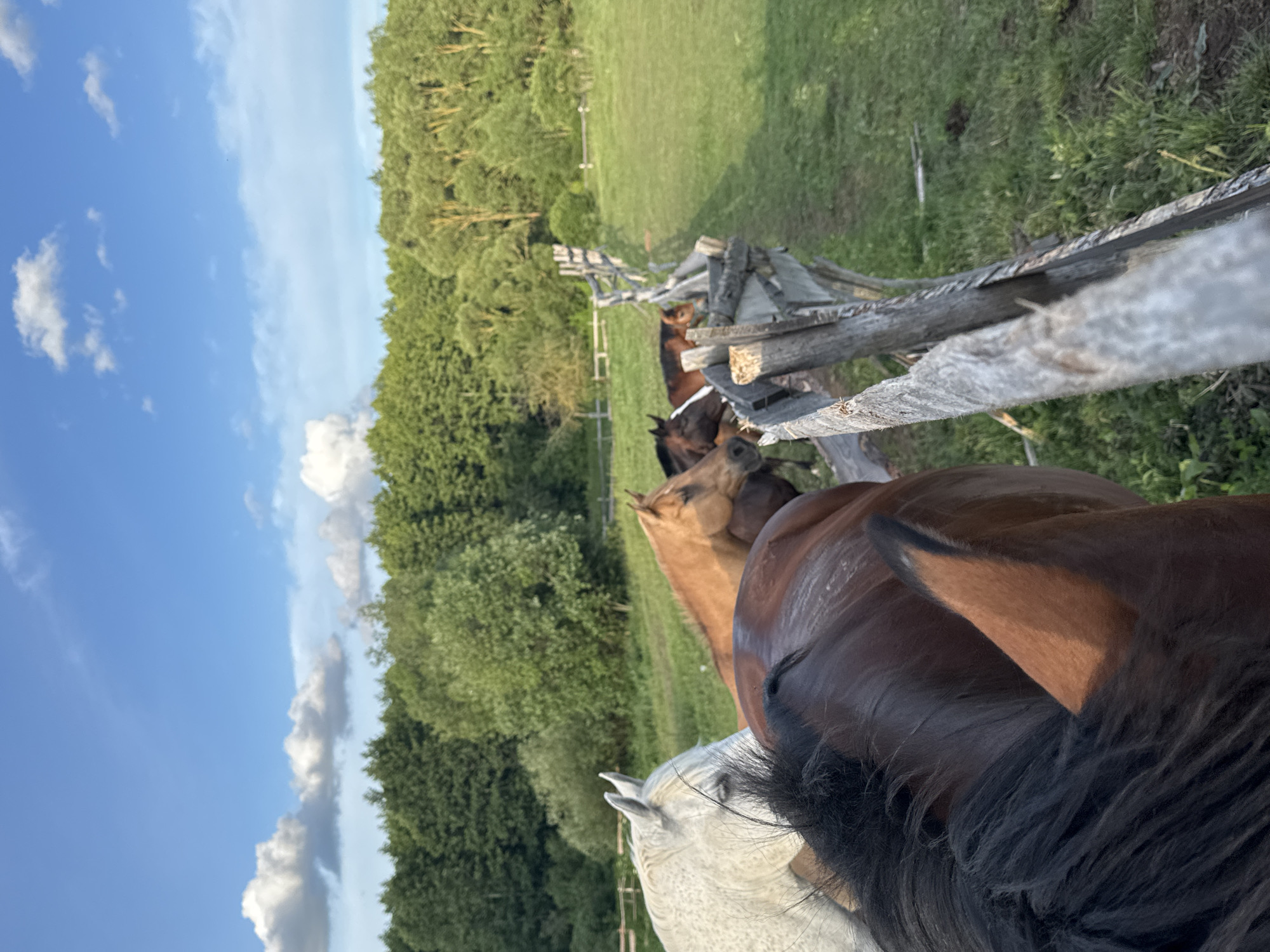 Horses, fences, and dirt roads at a rural property