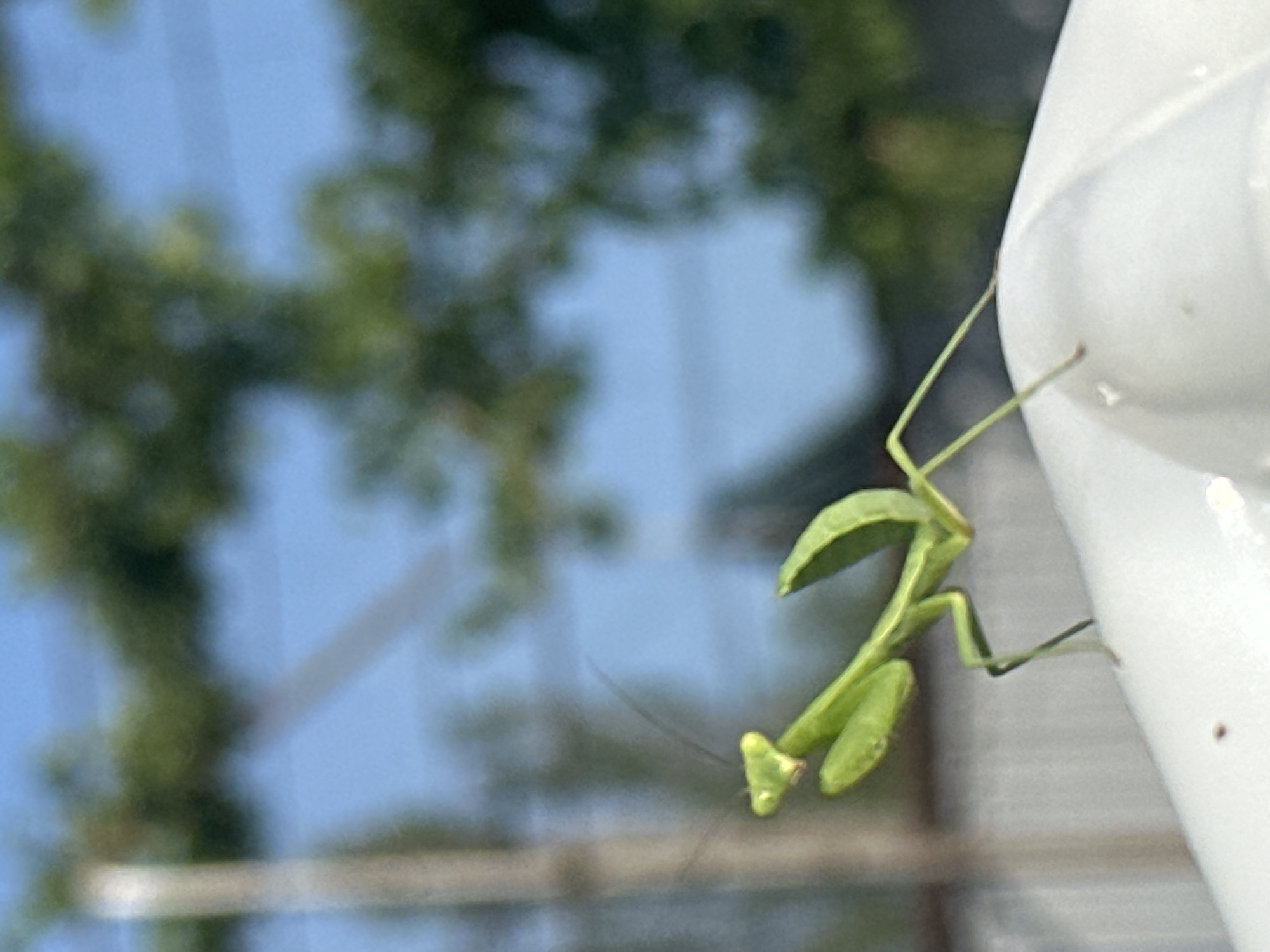 Praying mantis on a white pipe, cat resting on dry grass