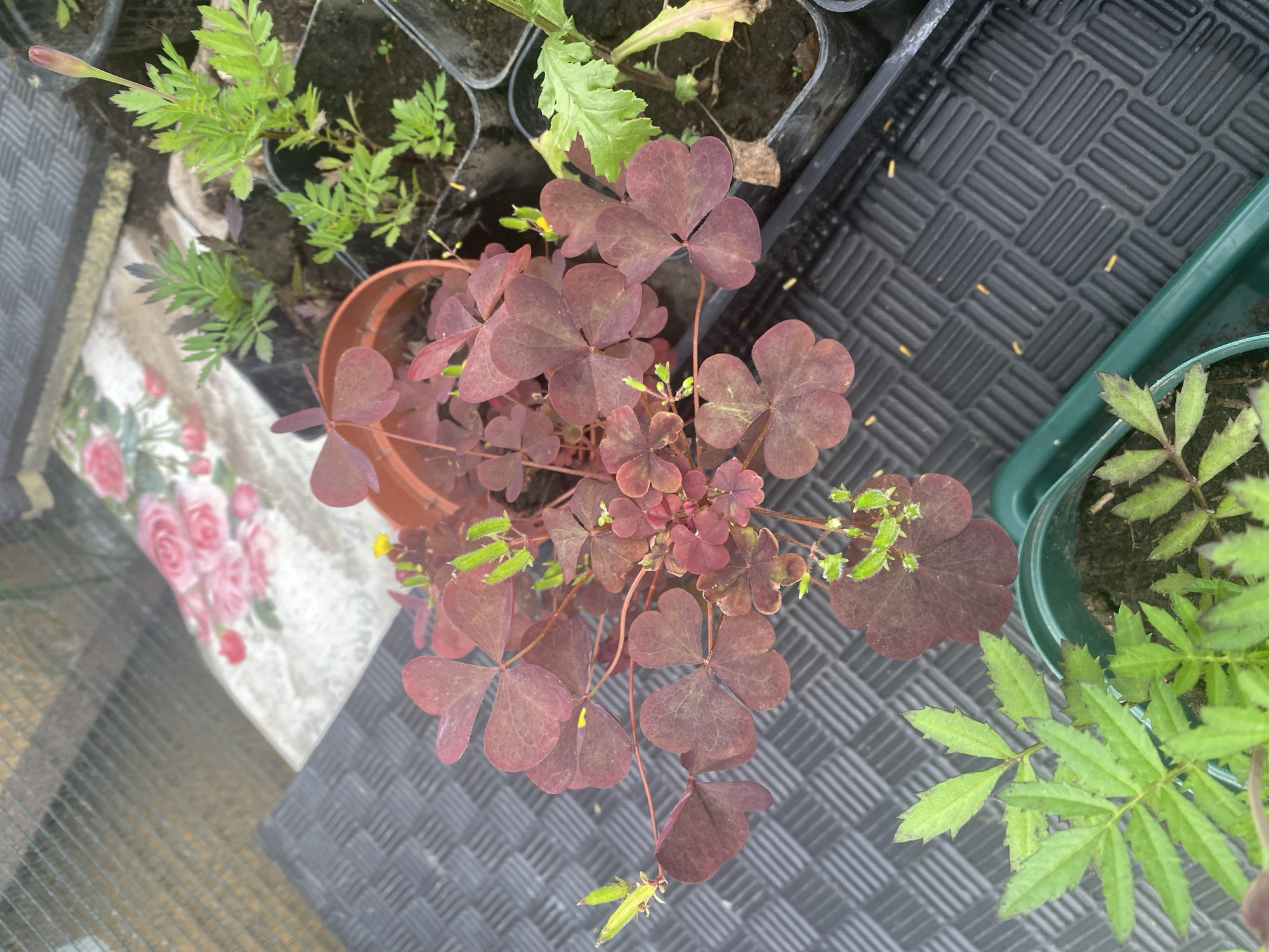 Potted plants and a tire planter in an Artyom garden